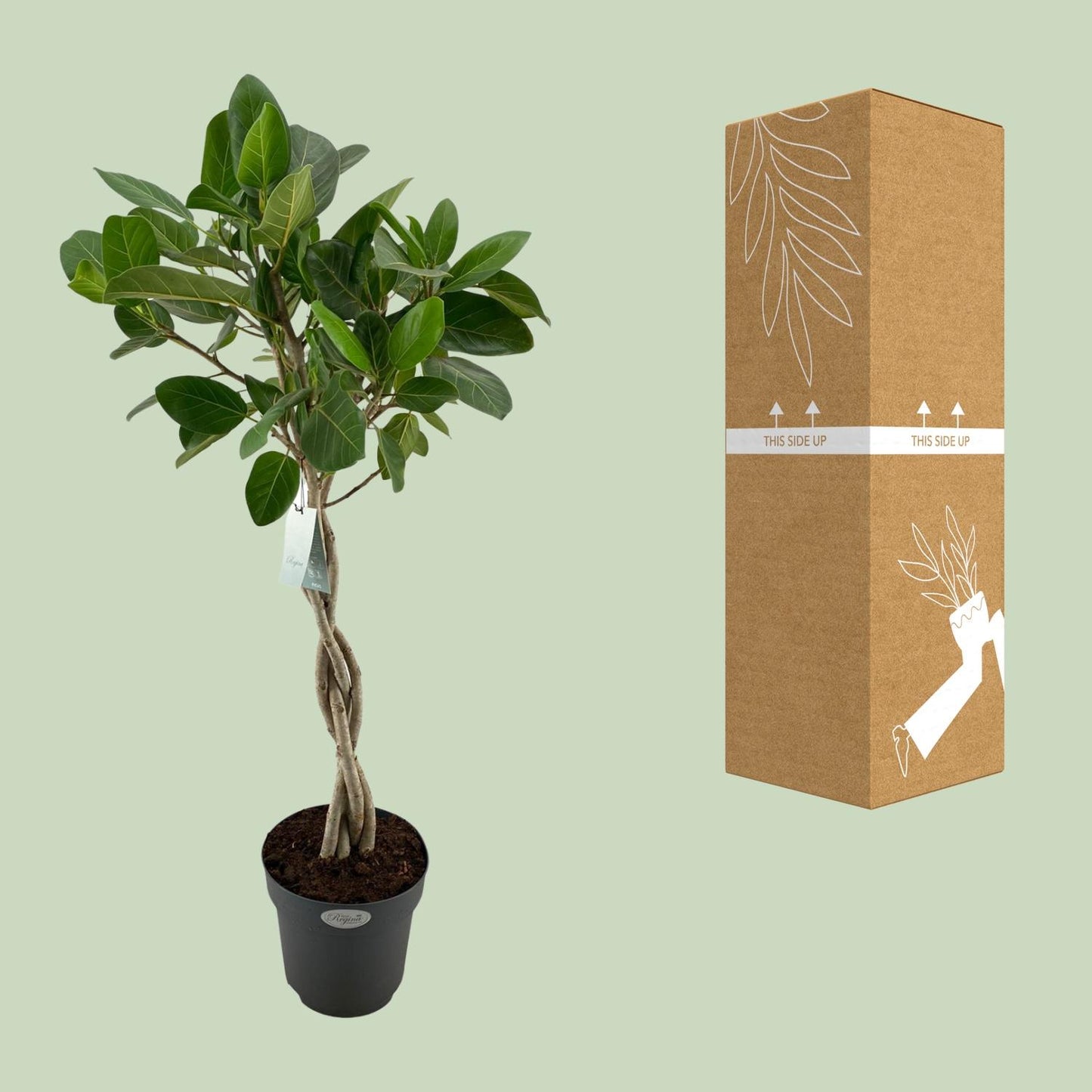 Ficus Benghalensis Audrey - Ø27cm - ↕110cm bei Pflanzfix24