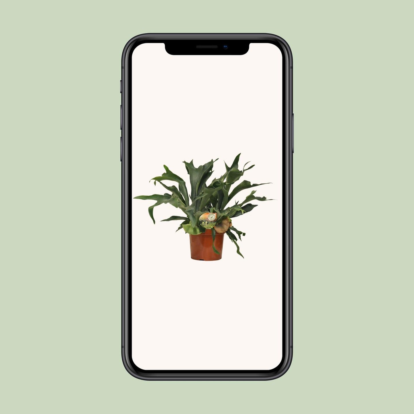 Platycerium Bifurcatum Geweihfarn Ø26cm – 80cm hoch | Pflanzfix24.de - Pflanzfix24.de