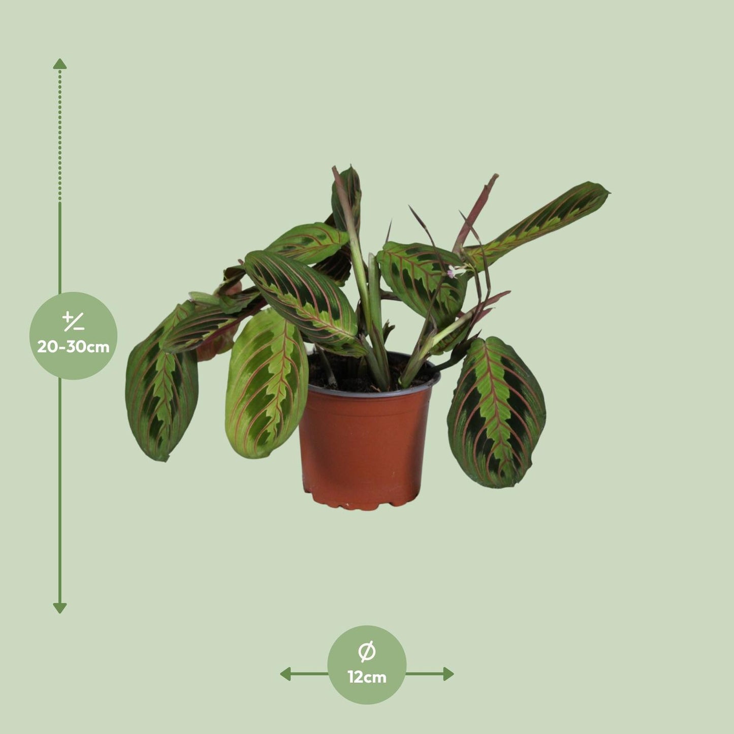 Maranta Leuconeura Fascinator 30cm Ø12cm – Gebetspflanze | Pflanzfix24.de - Pflanzfix24.de