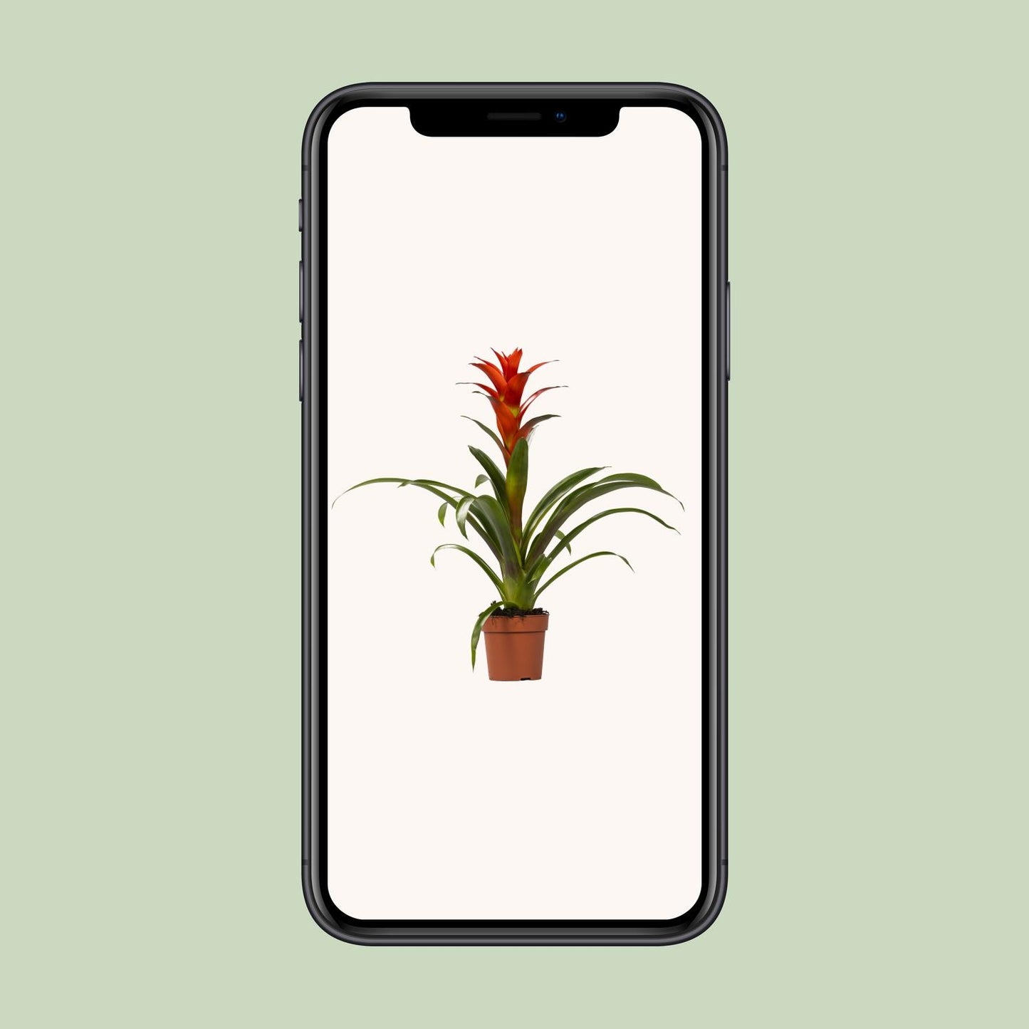 Guzmania Ostara - Ø12cm - ↕45cm - Pflanzfix24.de - Pflanzfix24.de