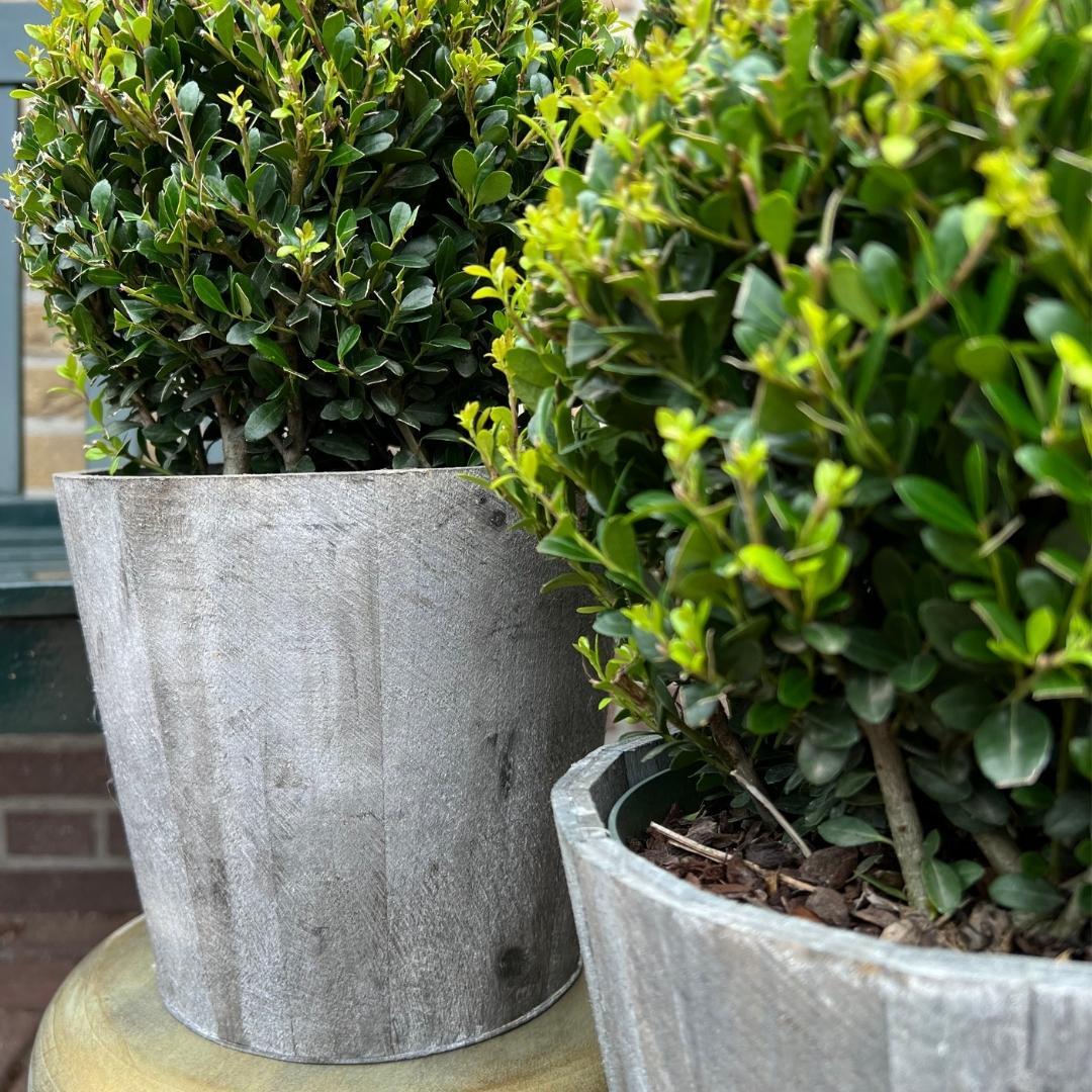 2x Ilex crenata 'Jenny' bol in houten pot | set van 2 stuks | 20 cm Ø diameter - Pflanzfix24