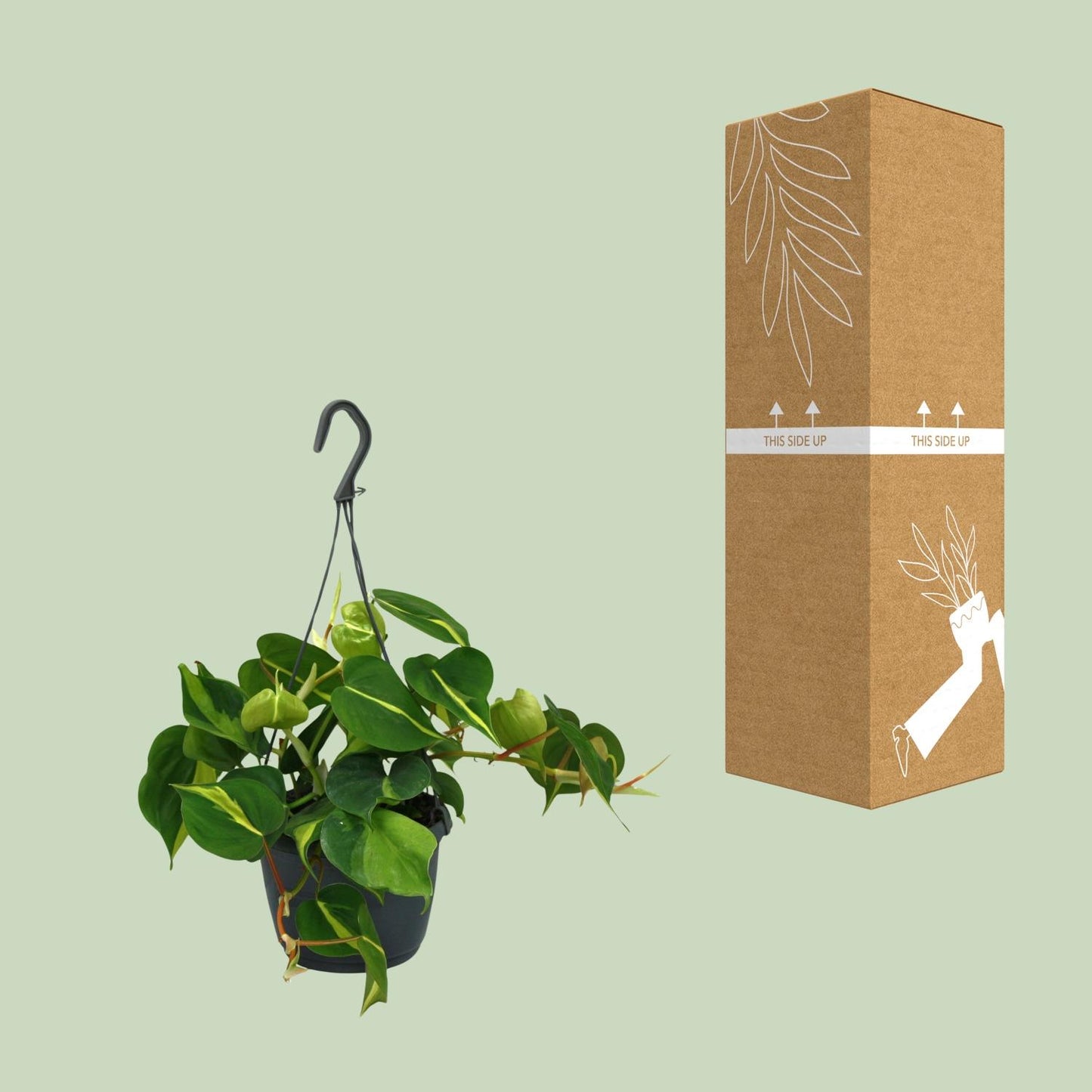 Philodendron Scandens Brasil 35cm Ø15cm – Zimmerpflanze | Pflanzfix24.de - Pflanzfix24.de