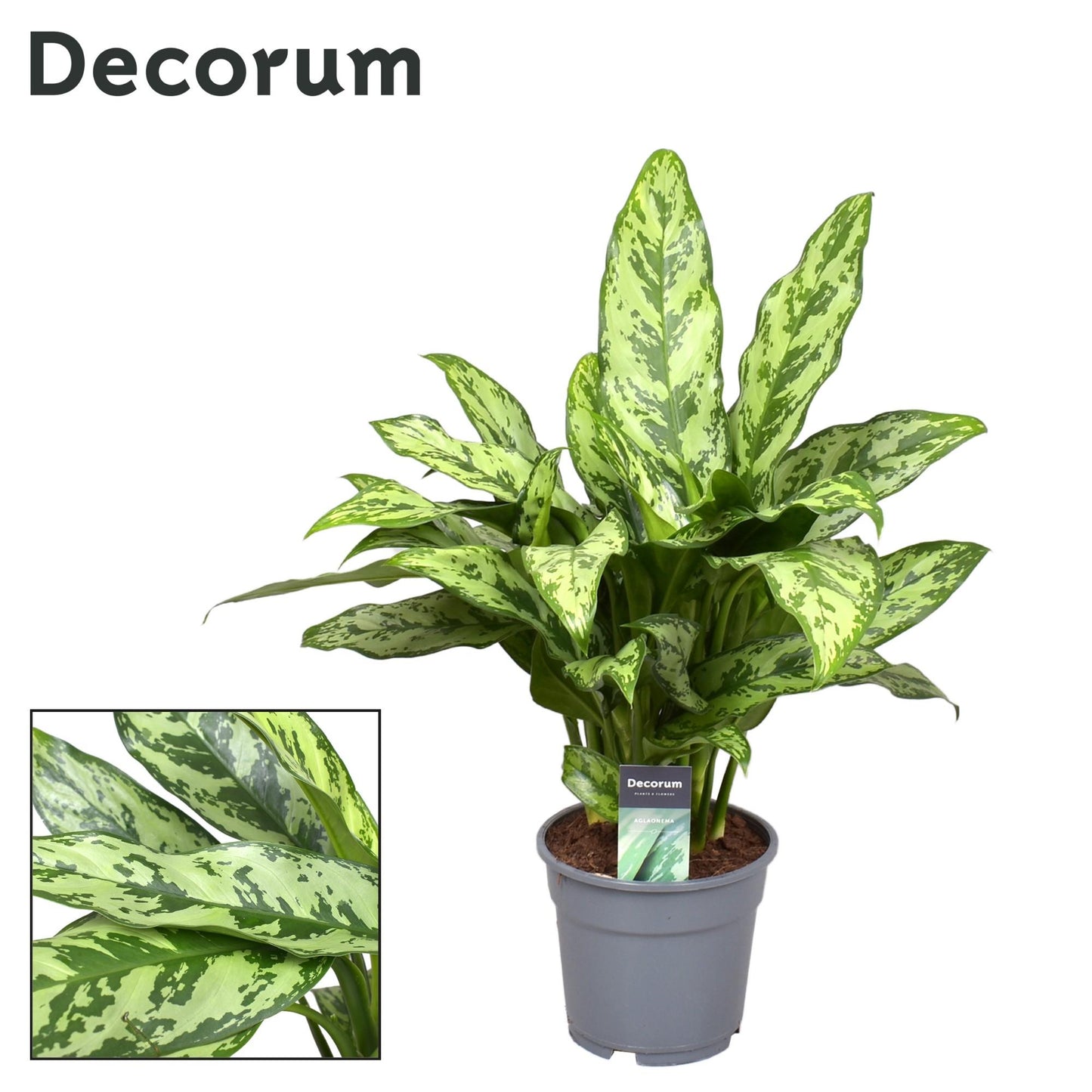 Aglaonema Romeo - Ø17cm - ↕60cm bei Pflanzfix24