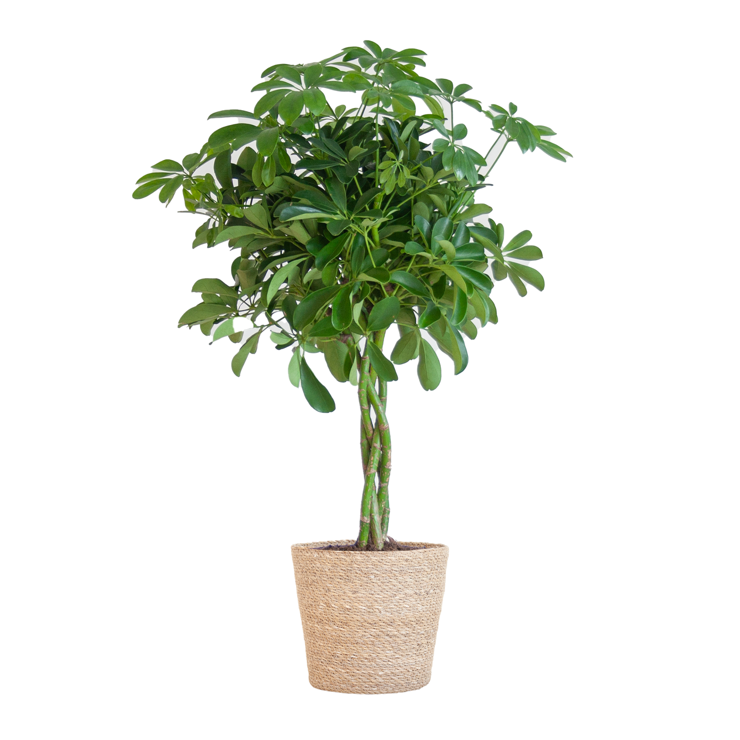 Schefflera Nora mit Korb Sofia – 70 cm – Pflanzfix24.de - Pflanzfix24.de