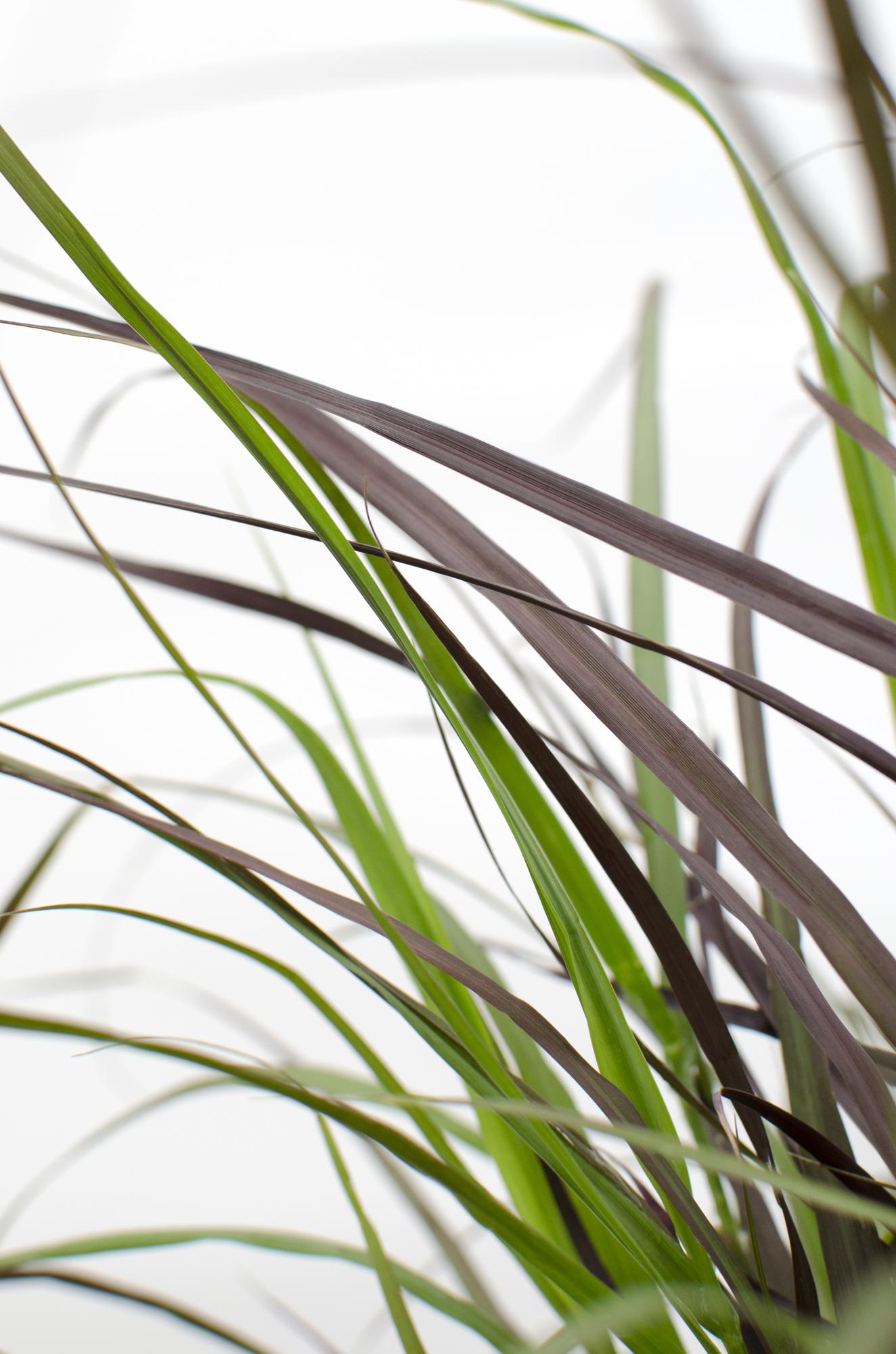 Pennisetum x advena 'Summer Samba' - Ø19cm - ↕50cm - Pflanzfix24