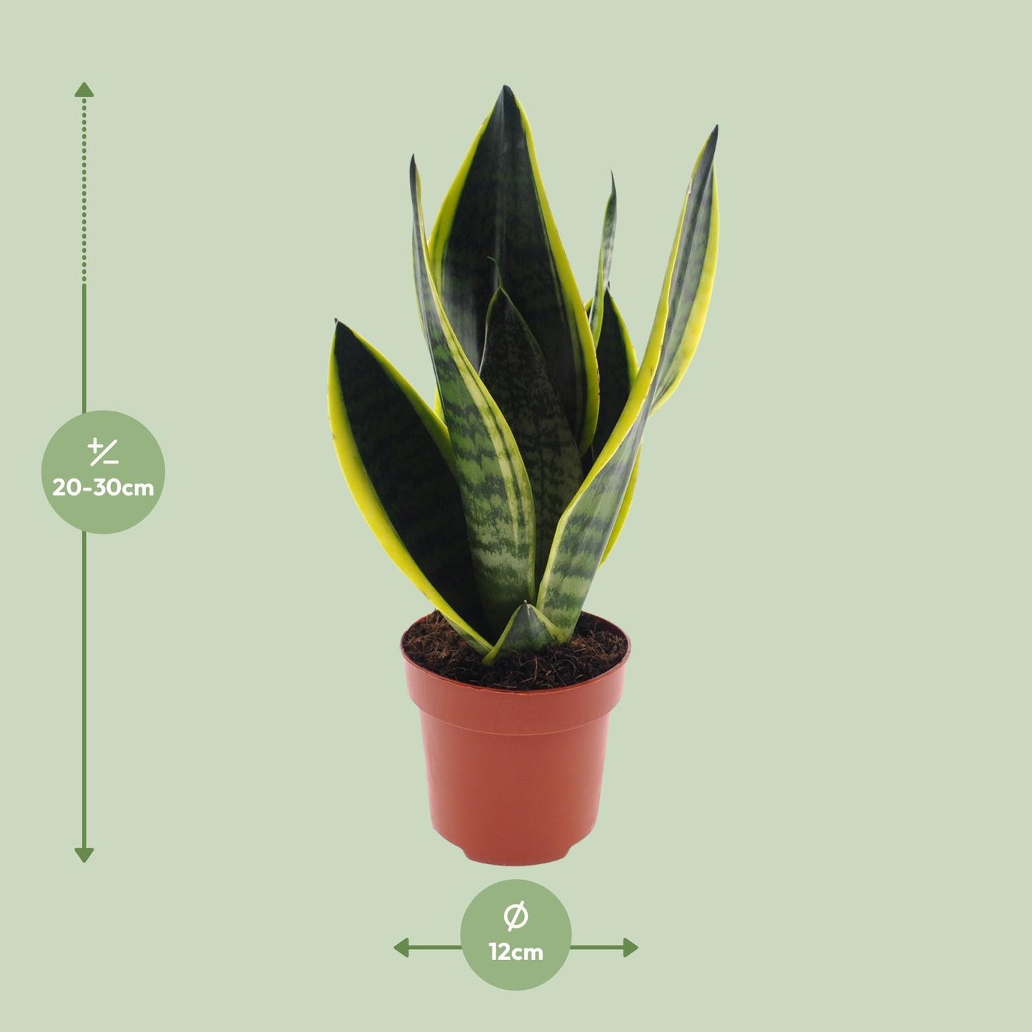 Sansevieria Futura Superba Ø12cm – 30cm hoch | Pflanzfix24.de - Pflanzfix24.de