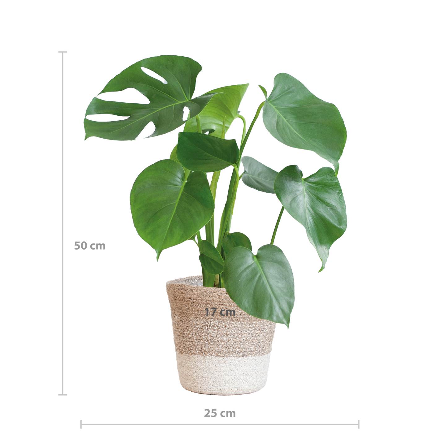 Monstera Deliciosa mit Lissabon Korb weiß- 50cm - Ø17 - Pflanzfix24