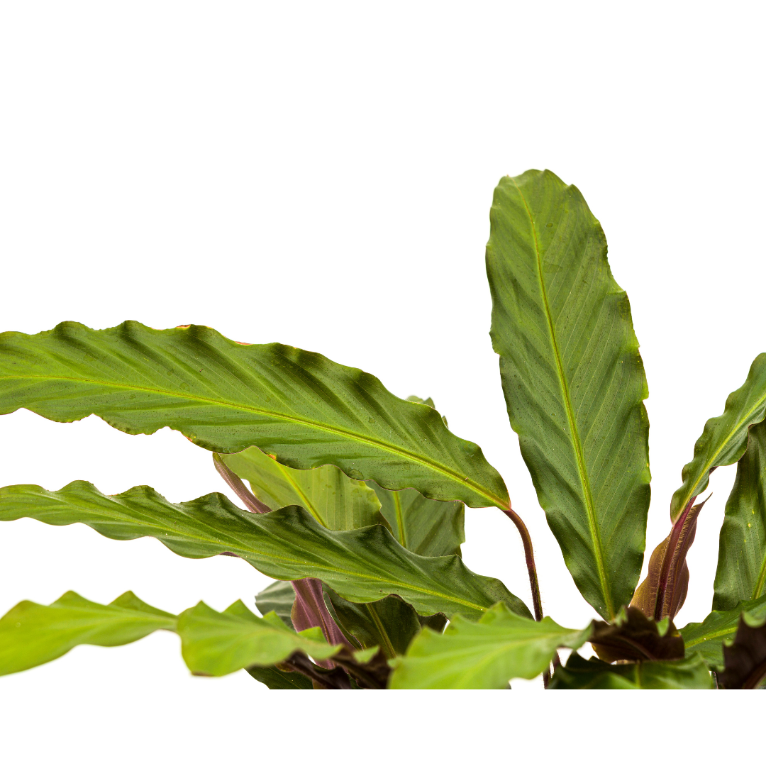 Calathea Rufibarba Ø27cm - ↕60 - 80cm - Pflanzfix24