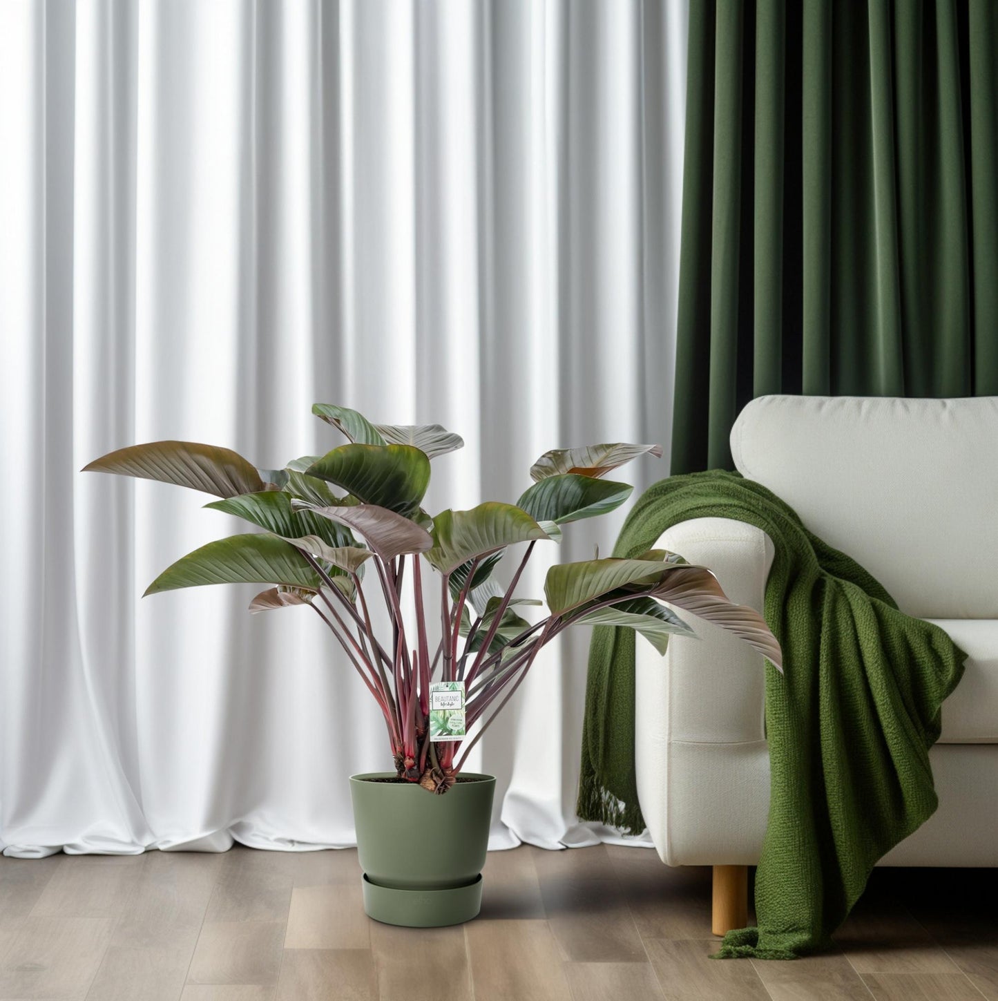 Philodendron Red Beauty - Ø30cm - ↕110cm - Pflanzfix24