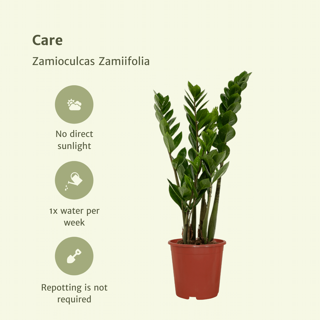 2x Zamioculcas Zamiifolia - Smaragdpalme - 50cm - ø14 bei Pflanzfix24.de - Pflanzfix24.de