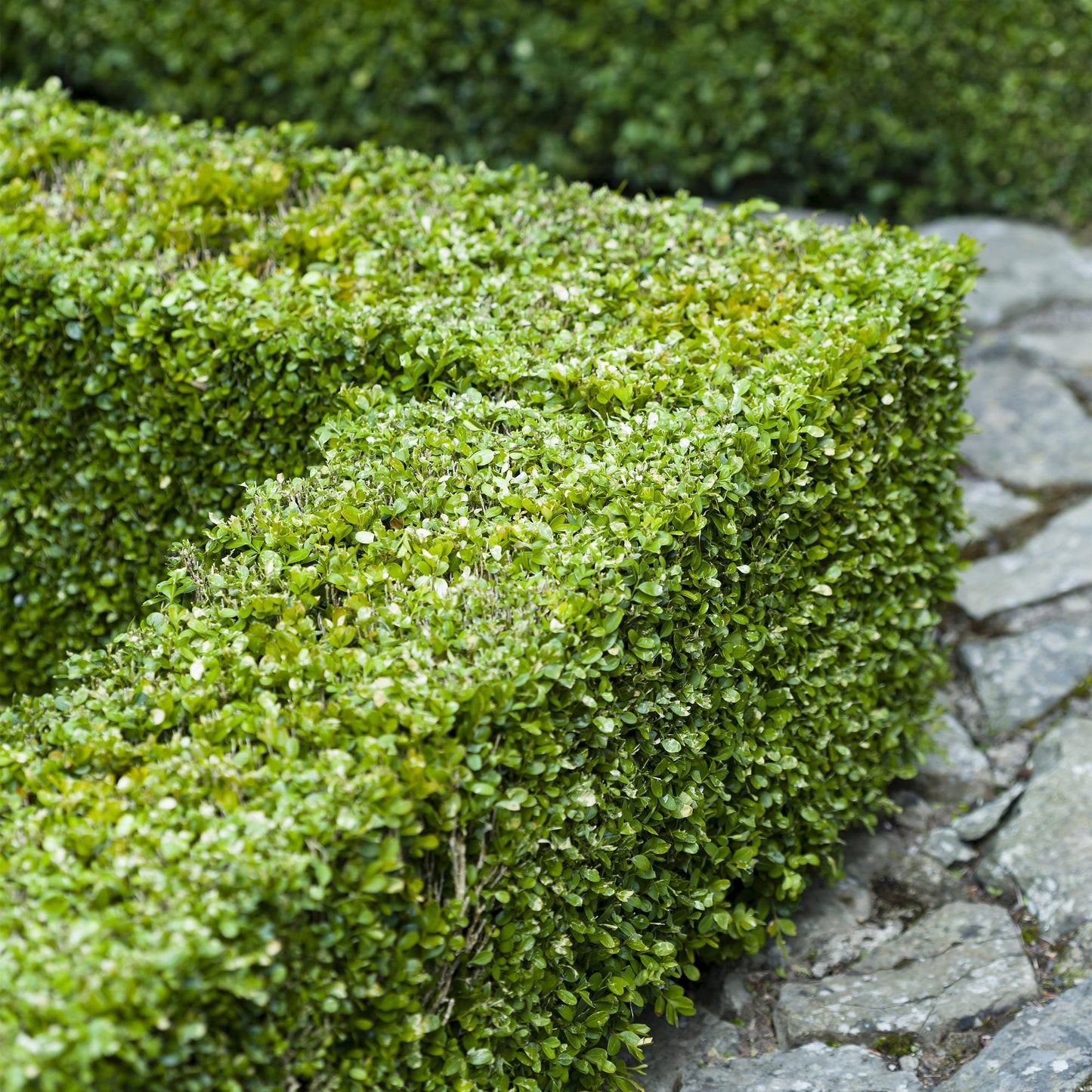 GreenboutiQ - Heckenpflanzen - Buxus sempervirens - Blatt grün - 6 Pflanzen - 1 laufender Meter - immergrün - Topf 17cm Höhe 45cm - Pflanzfix24.de