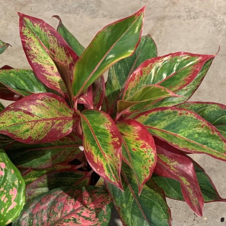 Aglaonema Crete - Ø14cm - ↕30cm - Pflanzfix24