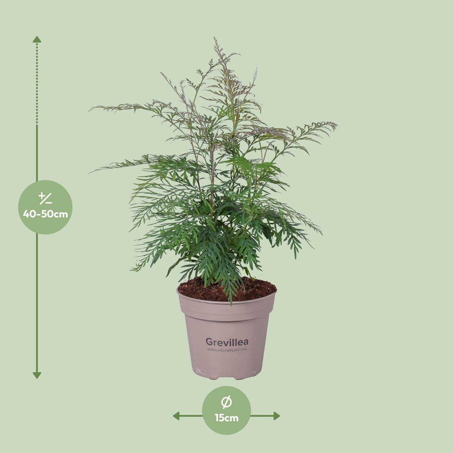 Grevillea Robusta - Ø15cm - ↕45cm - Pflanzfix24