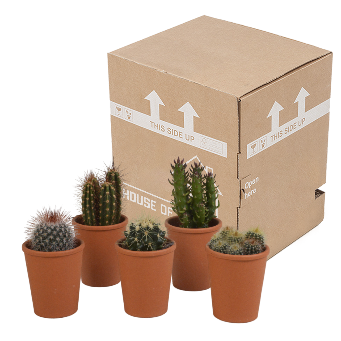 Kakteenmischung 5,5 cm - 5x - in terracotta pot - Pflanzfix24.de - Pflanzfix24.de
