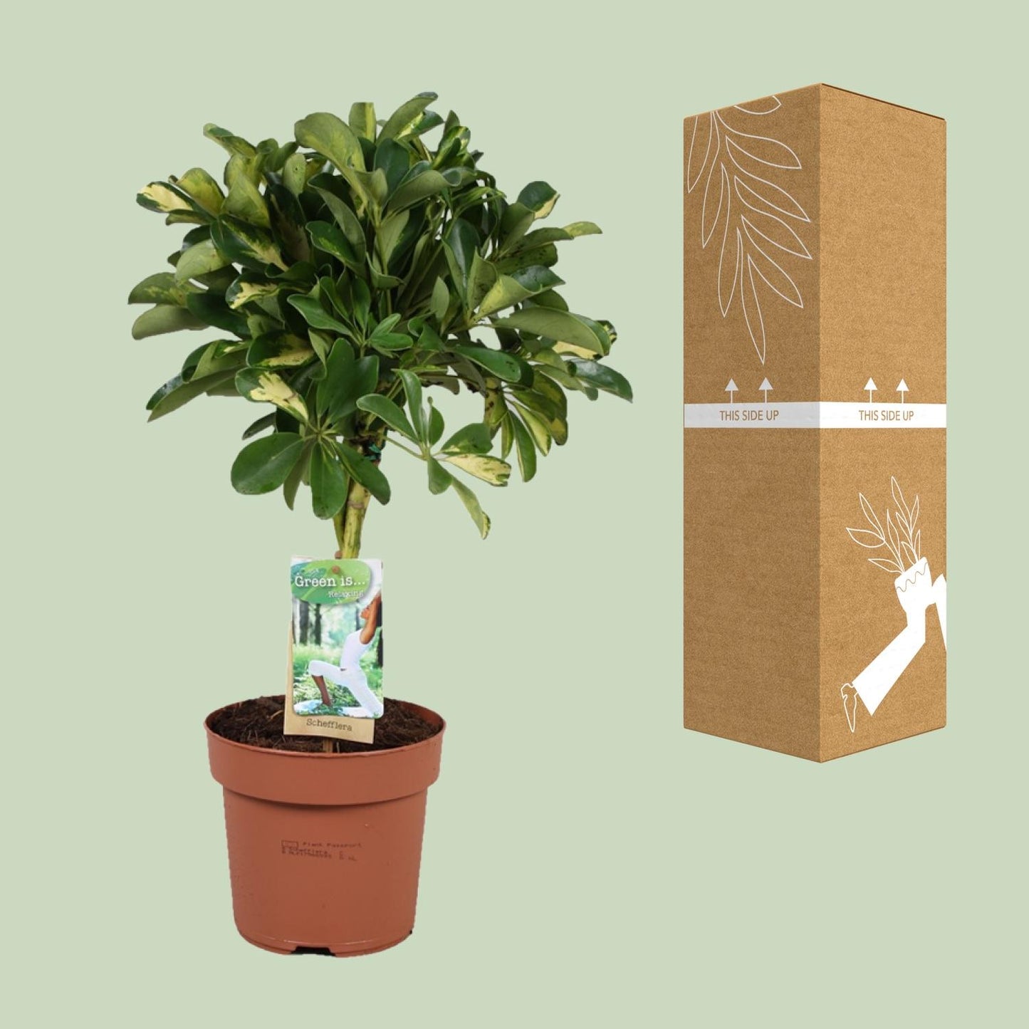 Schefflera Gold Capella - Ø17cm - ↕60cm - Pflanzfix24