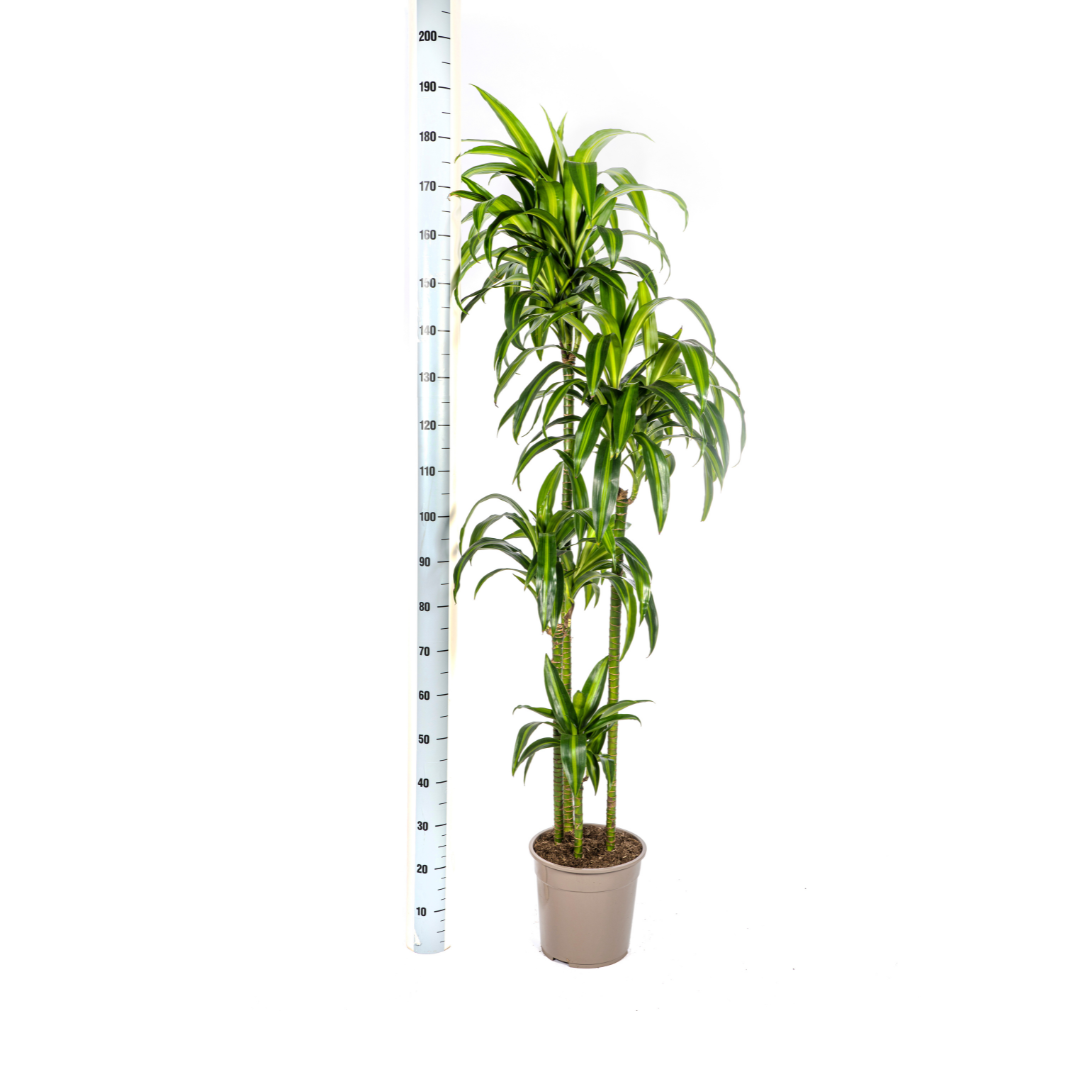 Dracaena Deremensis Hawaiian Sunshine Ø27cm – 170-190cm | Pflanzfix24