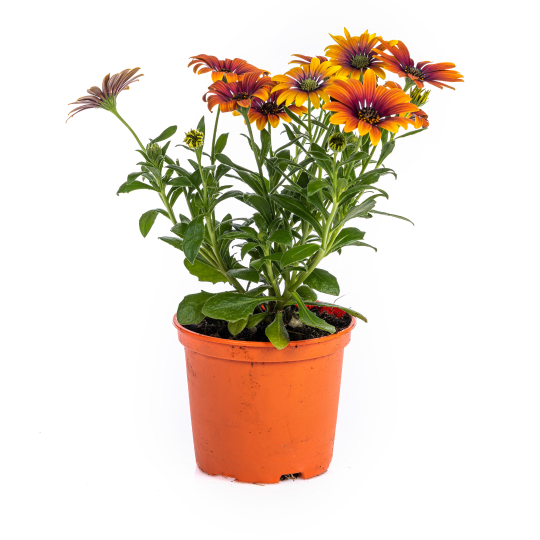 8x Osteospermum ecklonis Mix Ø12 cm - ↕20 cm bei Pflanzfix24