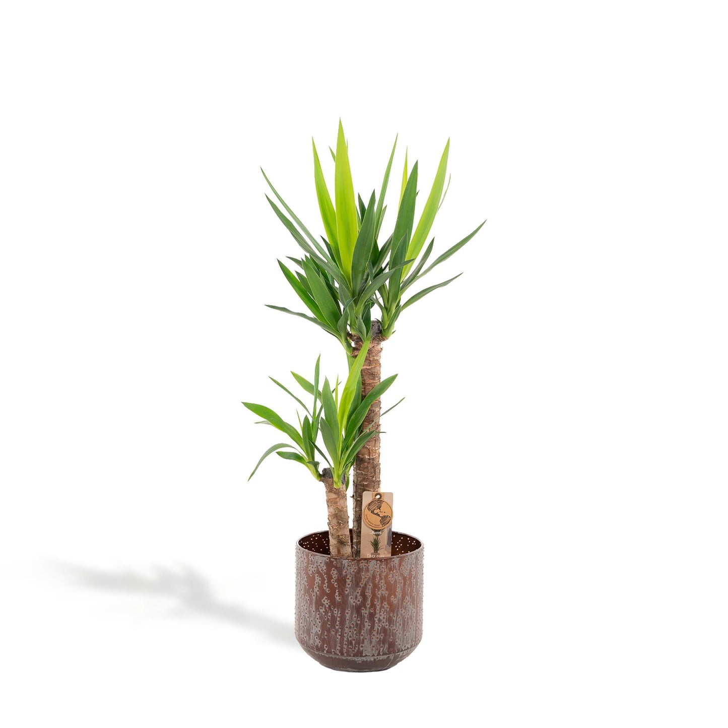 Yucca mit Topf - ↨100cm - Ø21cm bei Pflanzfix24