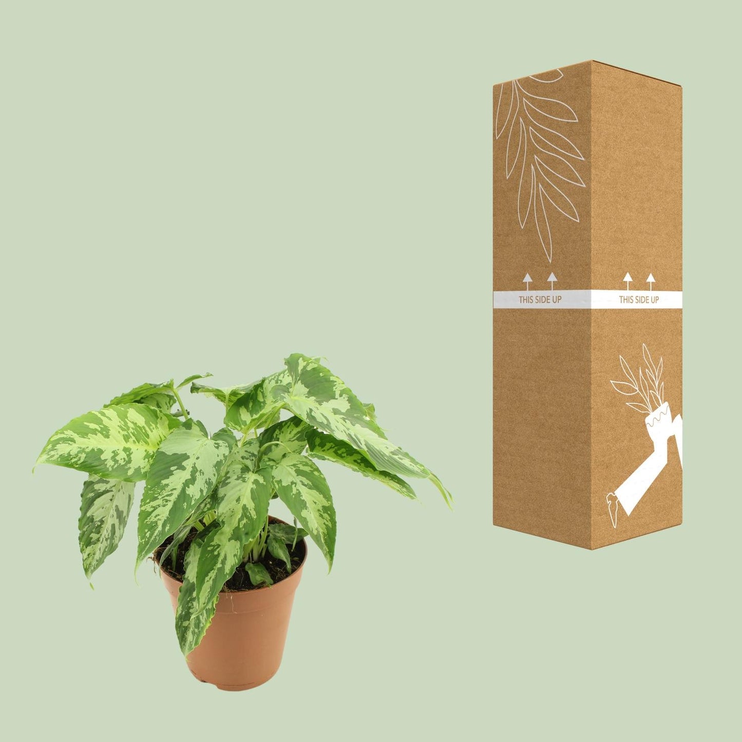 Schismatoglottis Pusilla - Ø15cm - ↕40cm bei Pflanzfix24