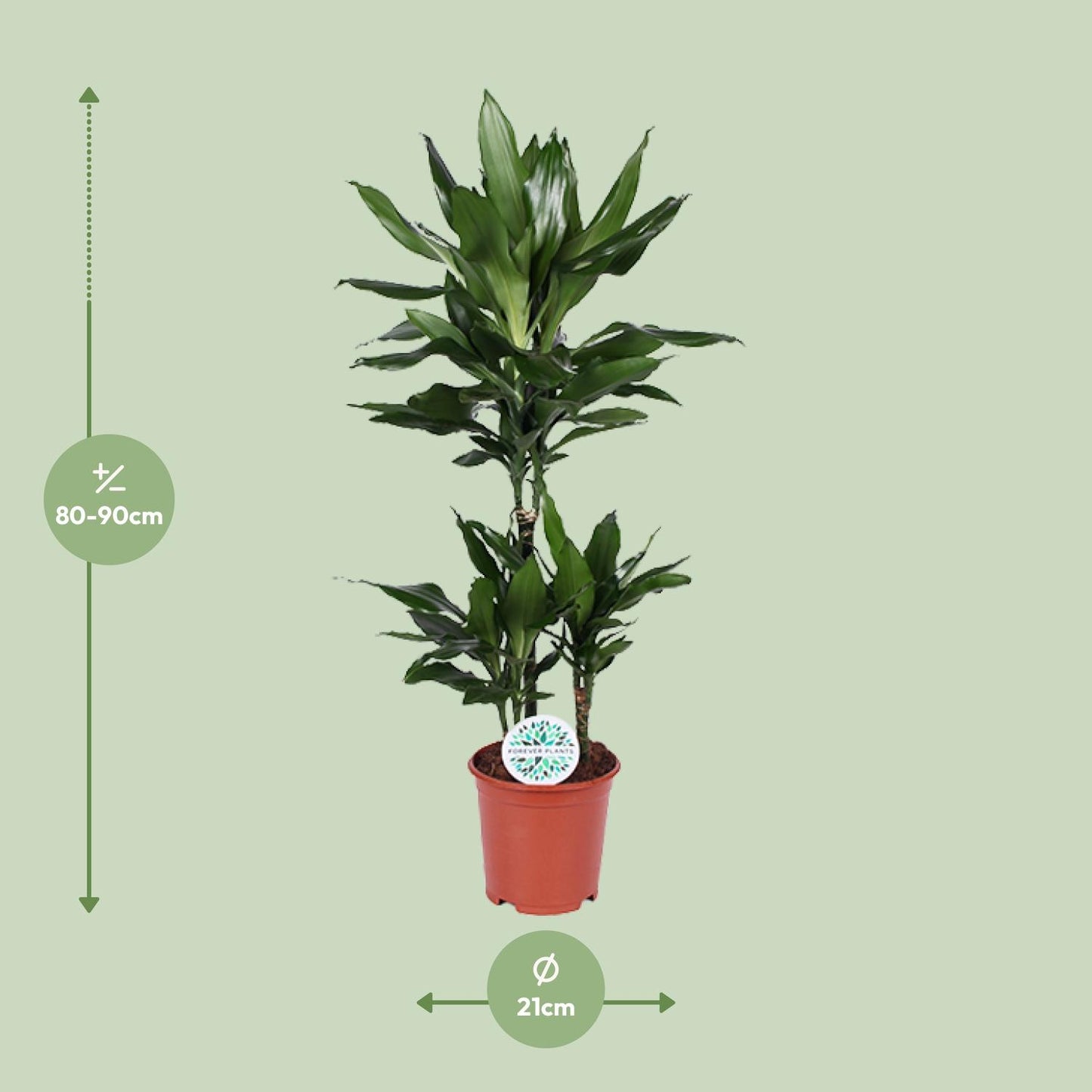 Dracaena Janet Lind - Ø21cm - ↕90cm - Pflanzfix24