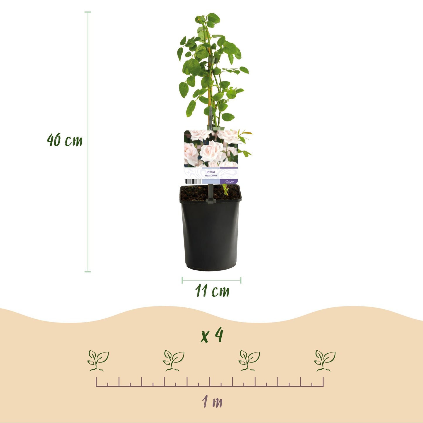 GreenboutiQ - Kletterrose - Rosa New Dawn - Blüte Hellrosa - 2 Pflanzen - Pflanzfix24.de - Pflanzfix24.de
