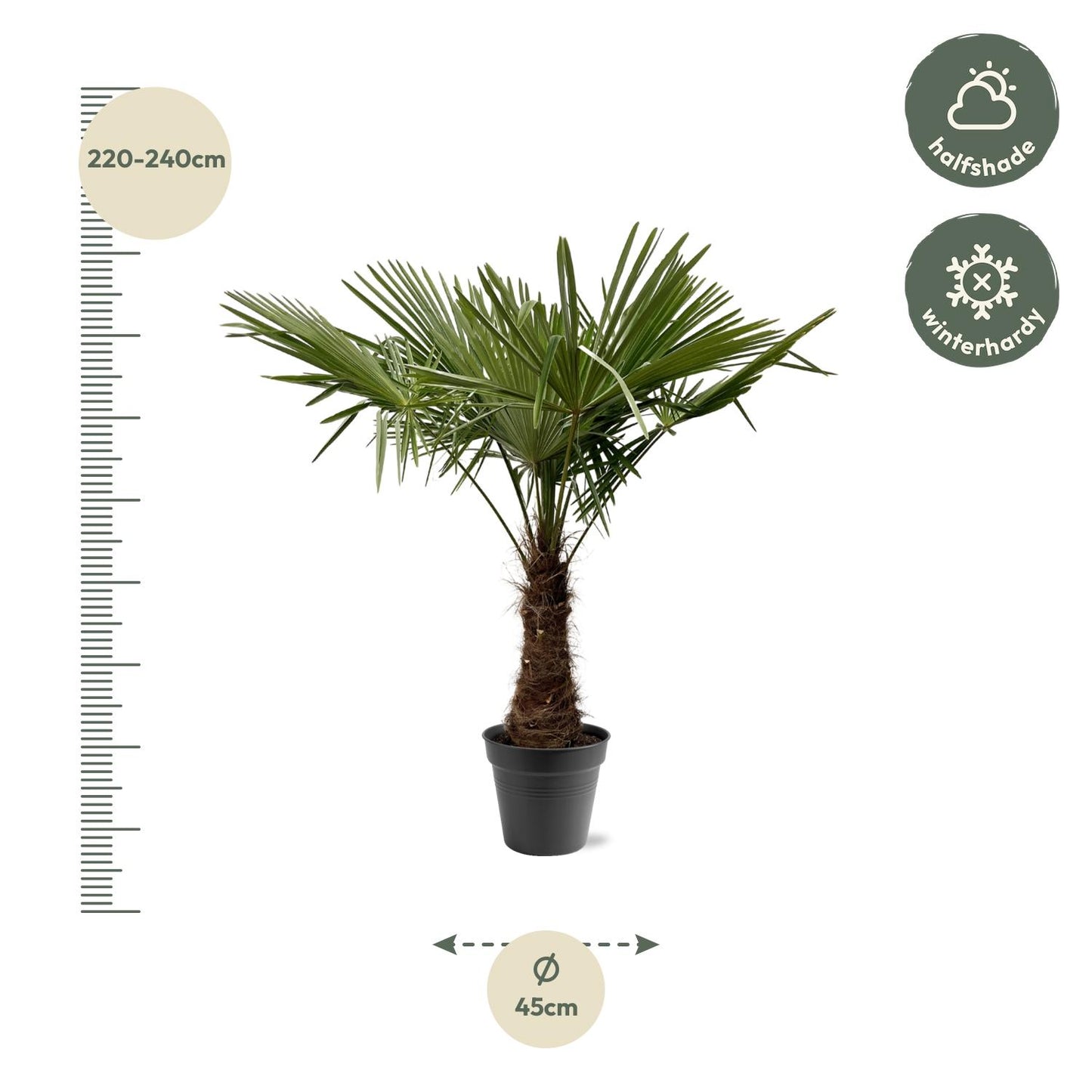 Trachycarpus Fortuneii Palme 220-240cm – Robust & Exotisch | Pflanzfix24.de - Pflanzfix24.de