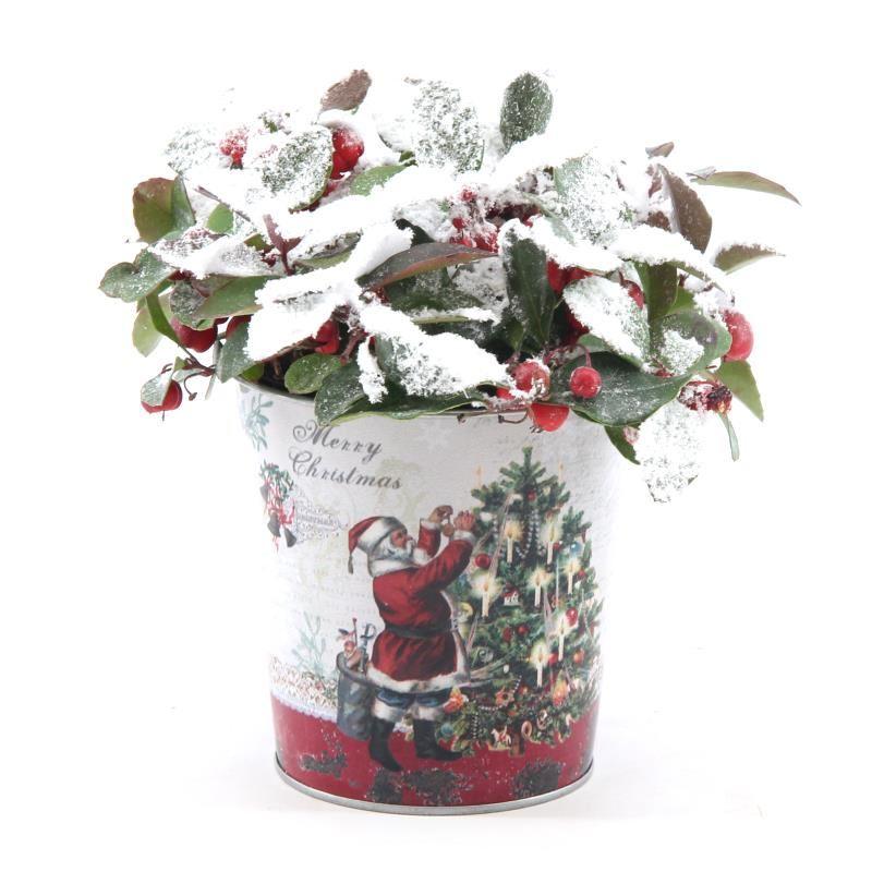 Gaultheria Pr. 'Big Berry'® P10 In Zinc Santa + Snow - Ø12cm - ↕15cm - Pflanzfix24