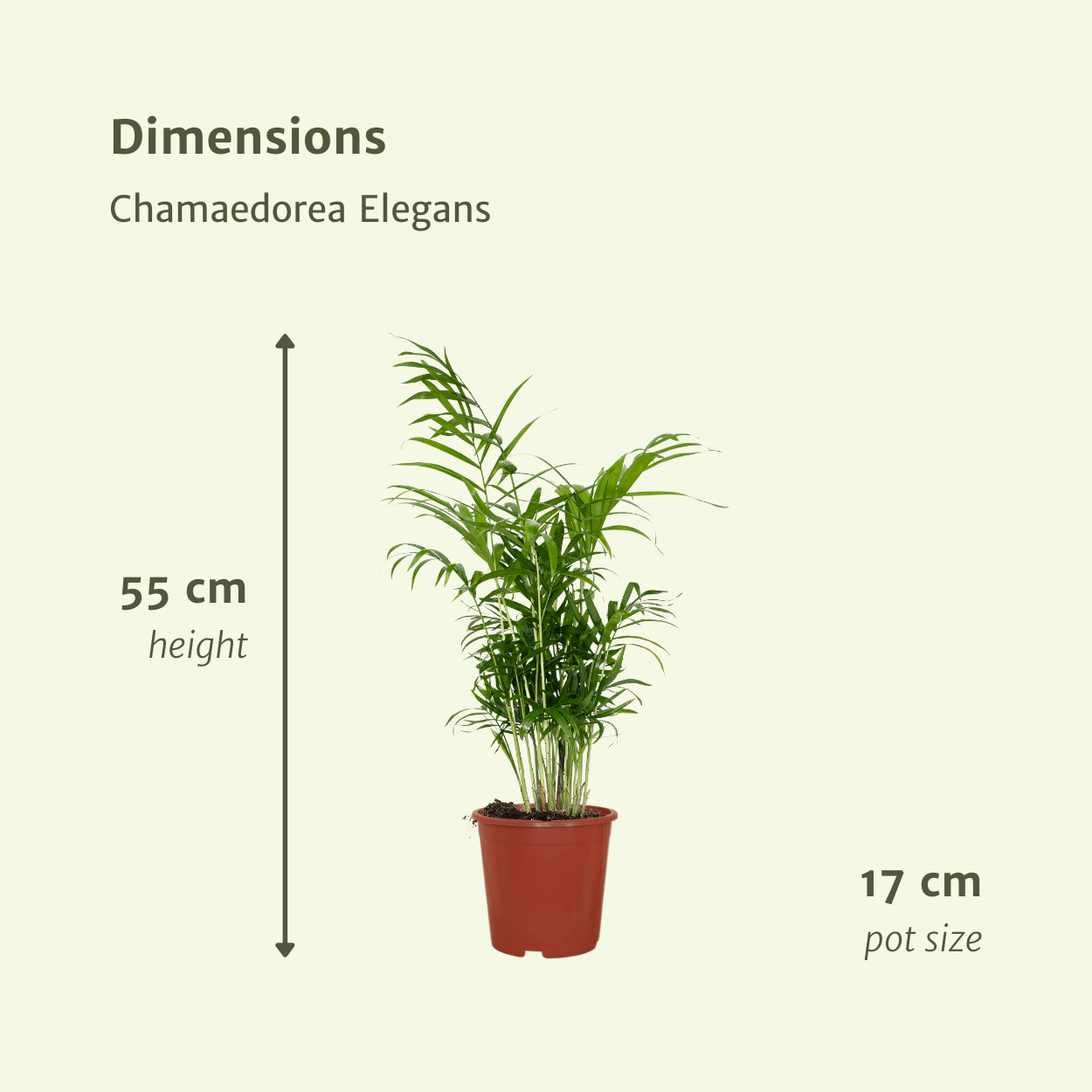Chamaedorea Elegans (Mexikanische Bergpalme) - 2 Stücke - Pflanzfix24.de - Pflanzfix24.de