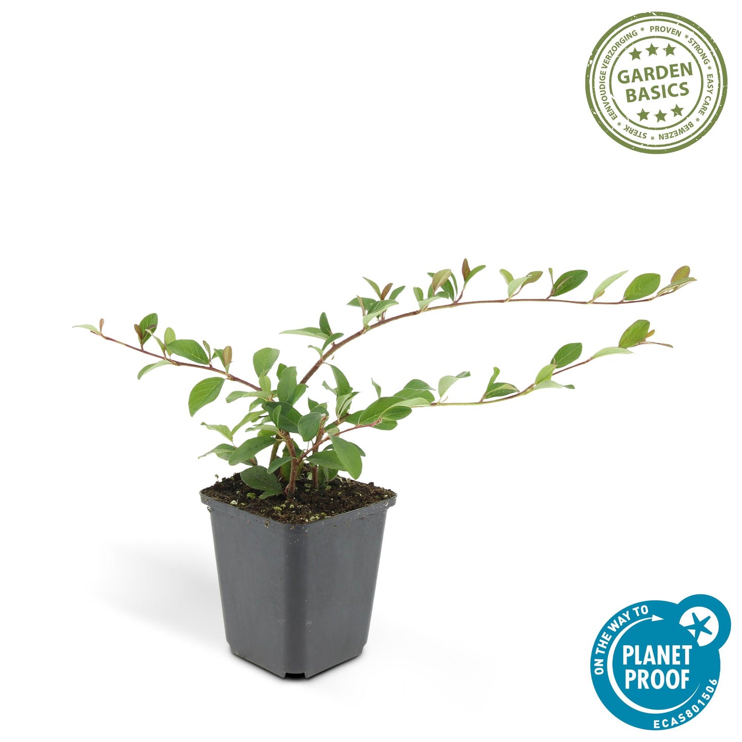 20x Cotoneaster dammeri Bodendecker | Pflanzfix24.de - Pflanzfix24.de