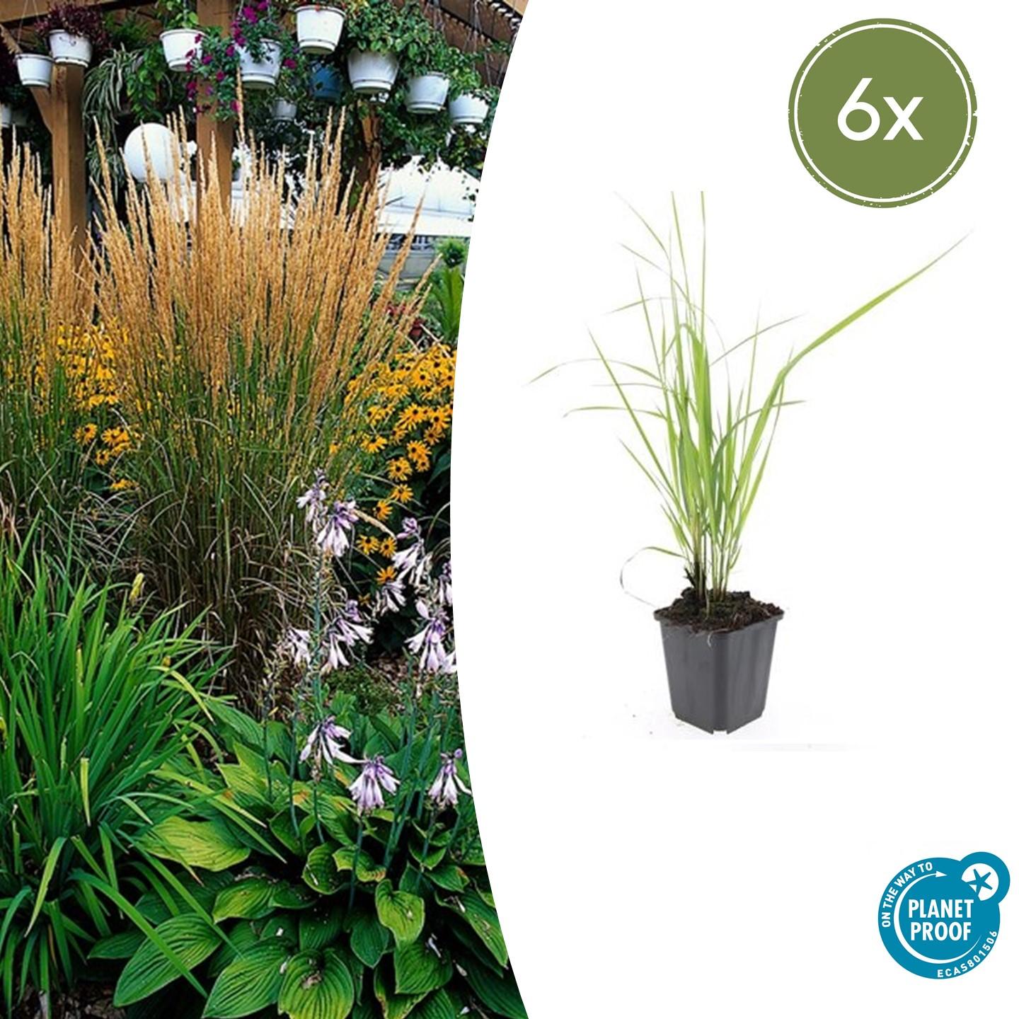 6x Calamagrostis acut. 'Karl Foerster' - 10-25cm - Ø9cm - Pflanzfix24
