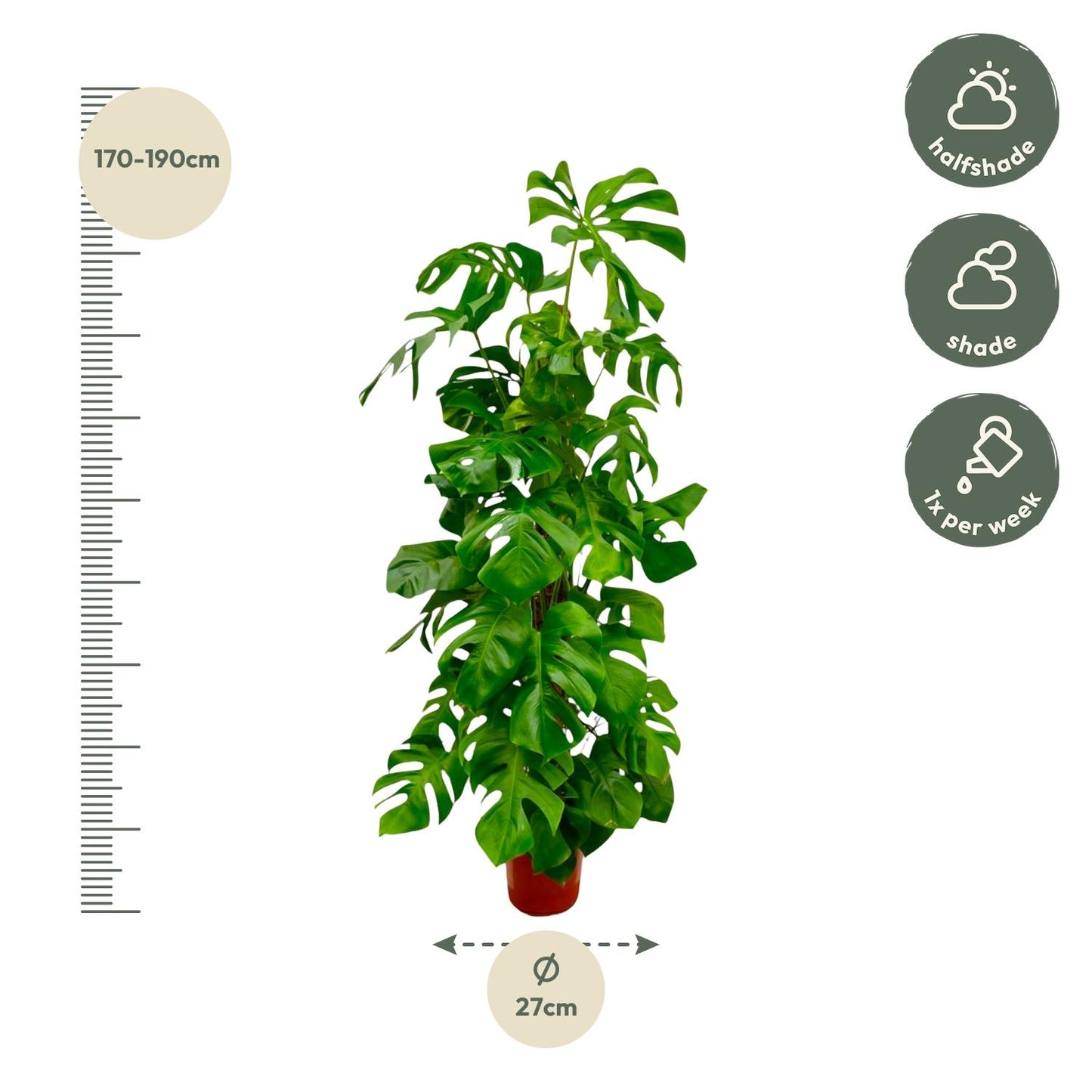 Monstera Deliciosa XXL - 180 cm - ø27 bei Pflanzfix24