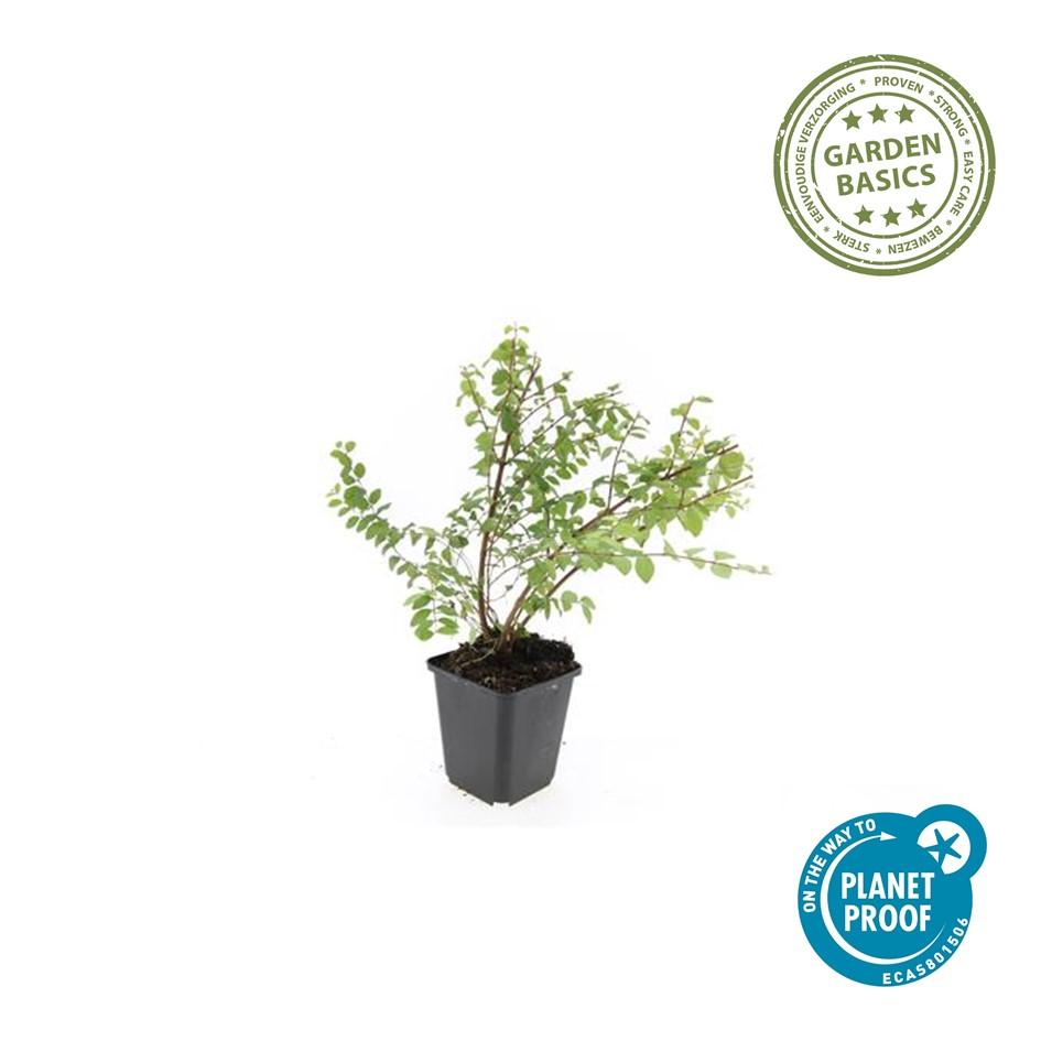 20x Symphoricarpos ch. 'Hancock' - pflanzfix24