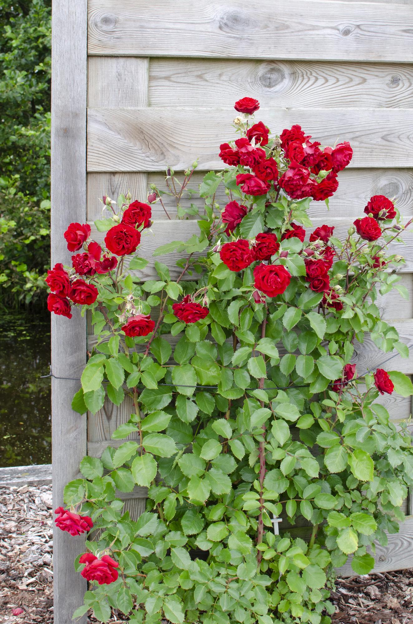 3x - Rosa Mix - ↨65cm - Ø15 - Pflanzfix24