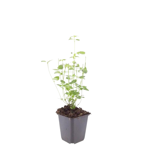 12x Agastache 'Black Adder' – Duftstaude – Pflanzfix24.de - Pflanzfix24.de