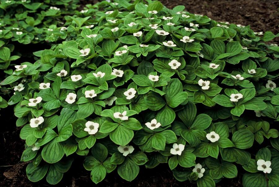 20x Cornus canadensis Bodendecker | Pflanzfix24.de - Pflanzfix24.de