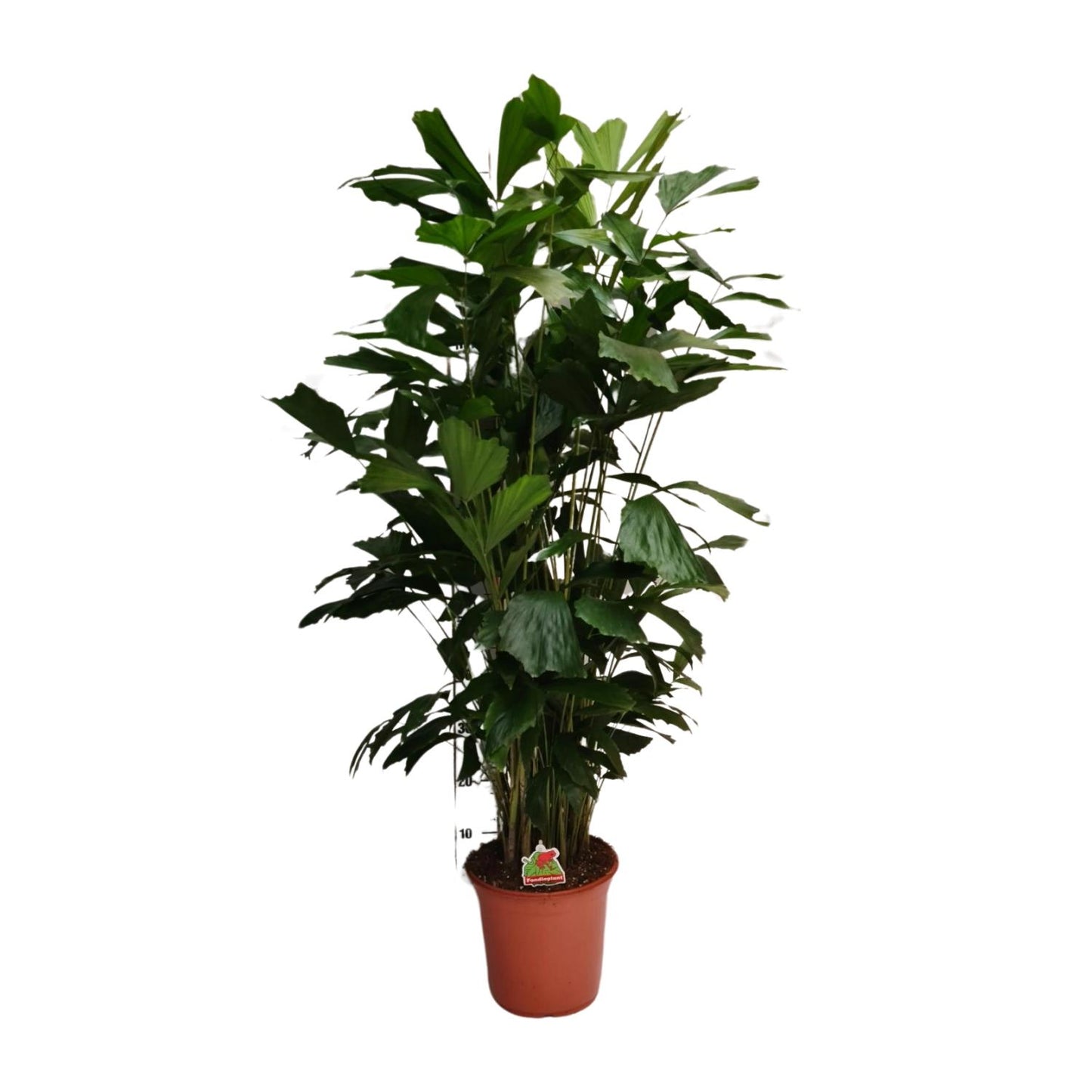 Caryota Mitis - Ø24cm - ↕120cm von Pflanzfix24