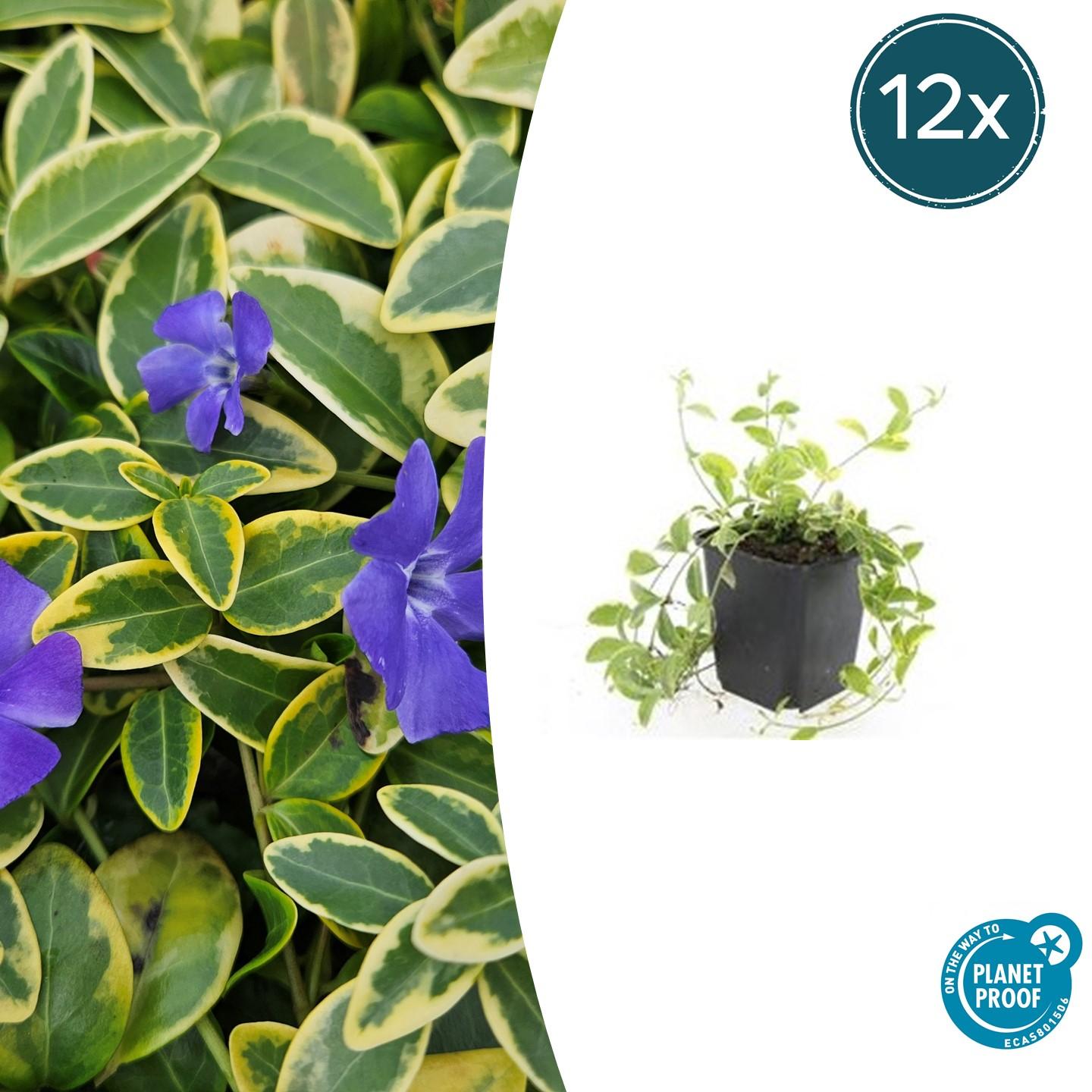 12x Vinca minor 'Aureovariegata' Bodendecker Ø9cm – Pflanzfix24.de - Pflanzfix24.de
