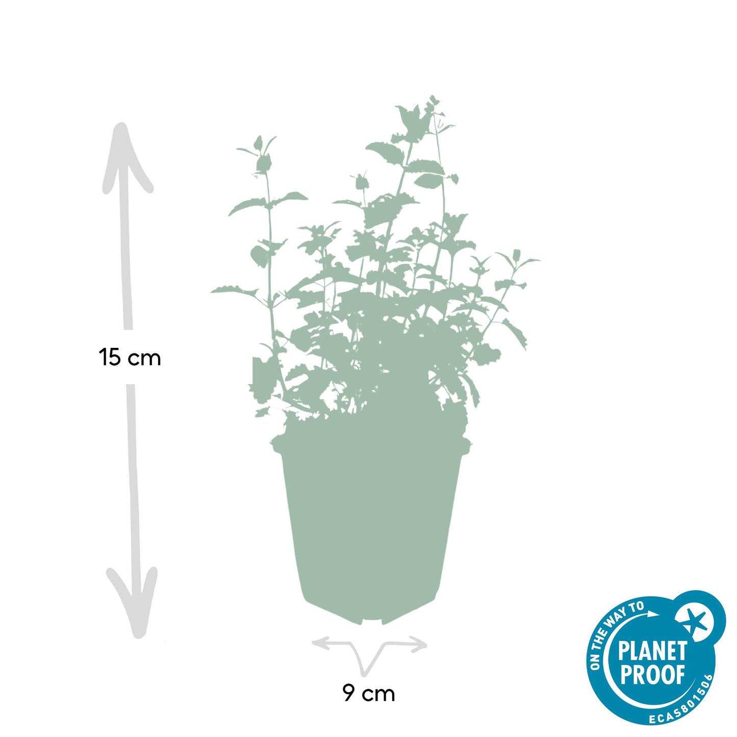 6x Nepeta 'Six Hills Giant' Ø9cm | Pflanzfix24