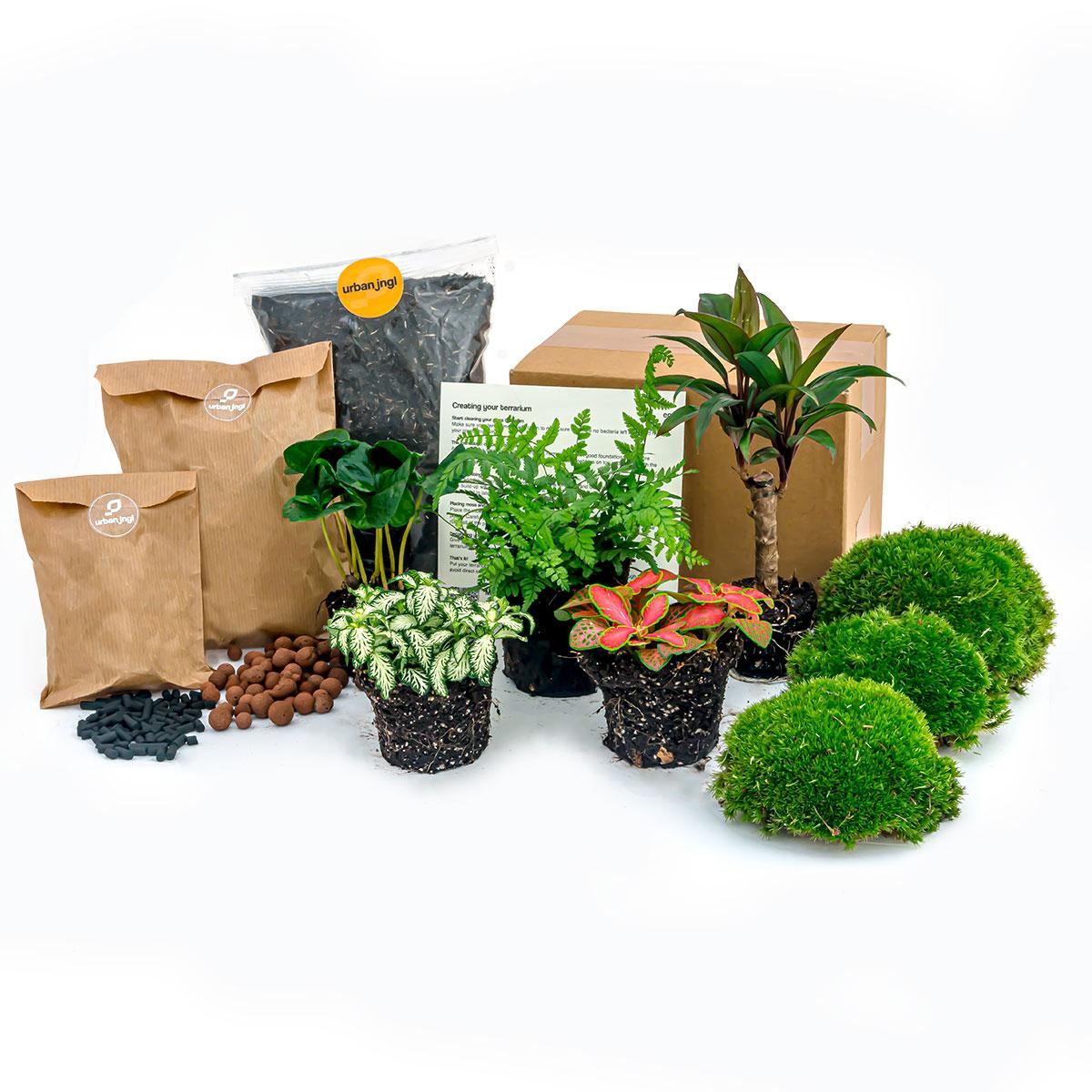 Terrarium-Set Jungle 5 – Coffea, Varen, Palm, Fittonia | Pflanzfix24.de - Pflanzfix24.de