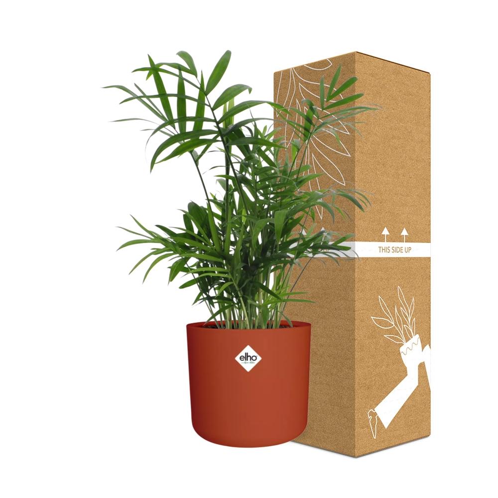 Chamaedorea in ELHO b.for soft rond 14cm brique - Pflanzfix24