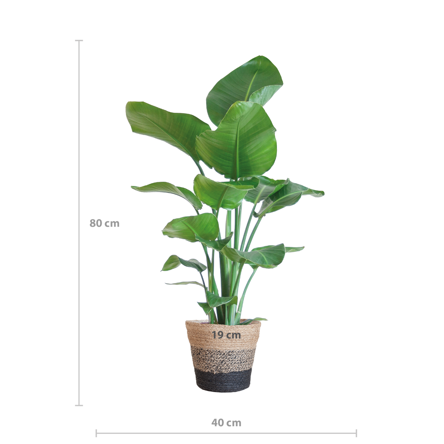 Strelitzia Nicolai 80 cm im schwarzen Lissabon Jute-Korb Ø19 | Pflanzfix24