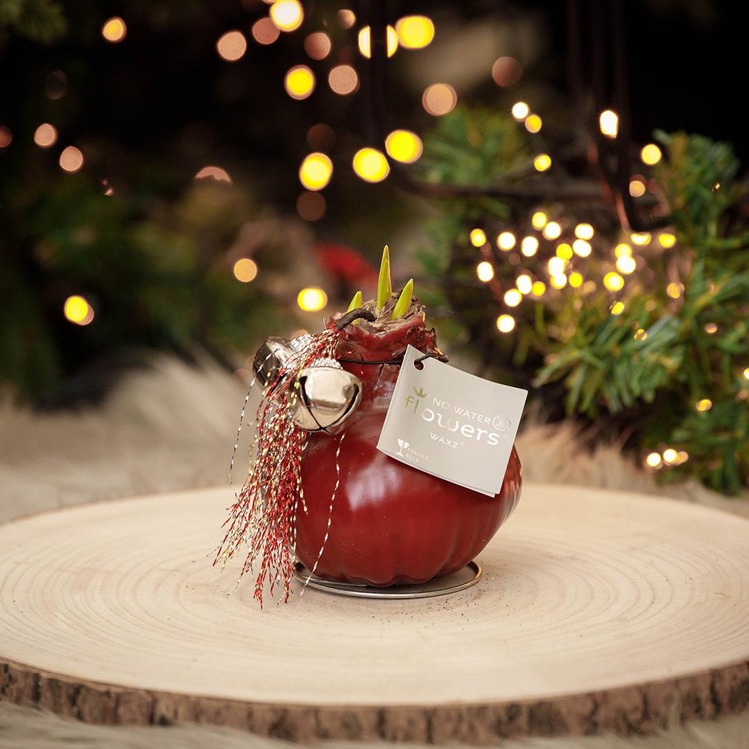 No Water Flowers® (wax amaryllis) | Waxz® Jingle Bellz Mix (3 pack) + Red flower - Pflanzfix24
