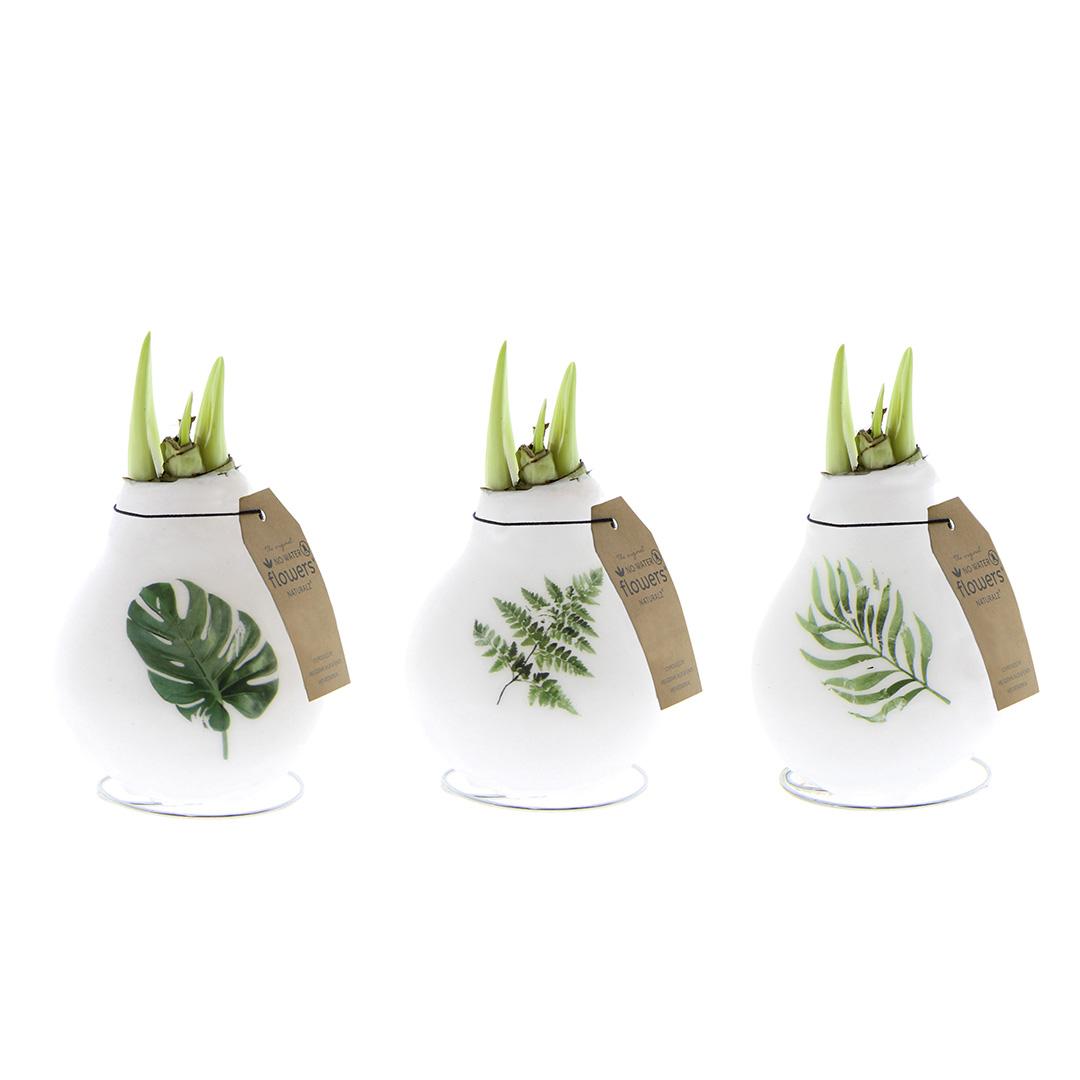 No Water Flowers® (wax amaryllis) - Pflanzfix24