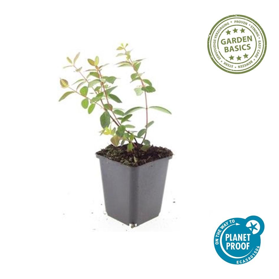12x Hypericum dummeri ‘Peter Dummer’ Ø9cm | Gelber Bodendecker | Pflanzfix24.de - Pflanzfix24.de