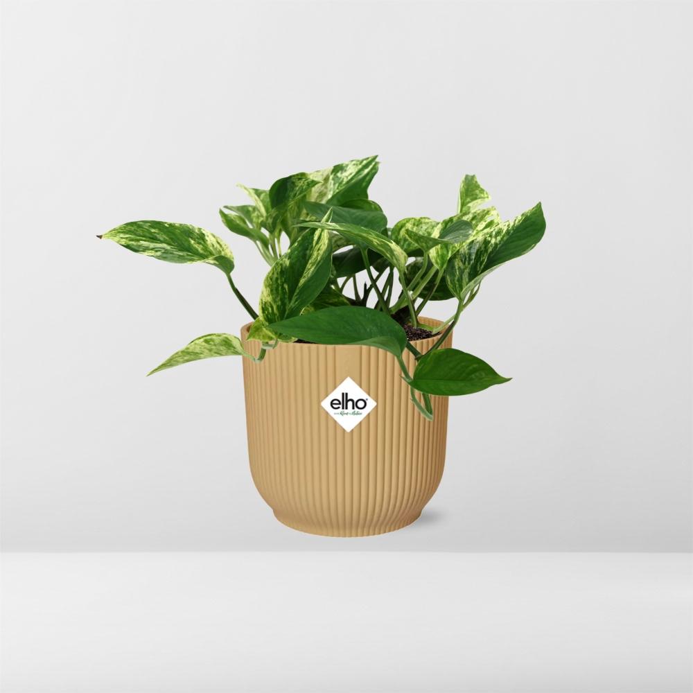 Scindapsus Marble Queen 14cm ELHO Vibes Fold Gelb – Pflanzfix24