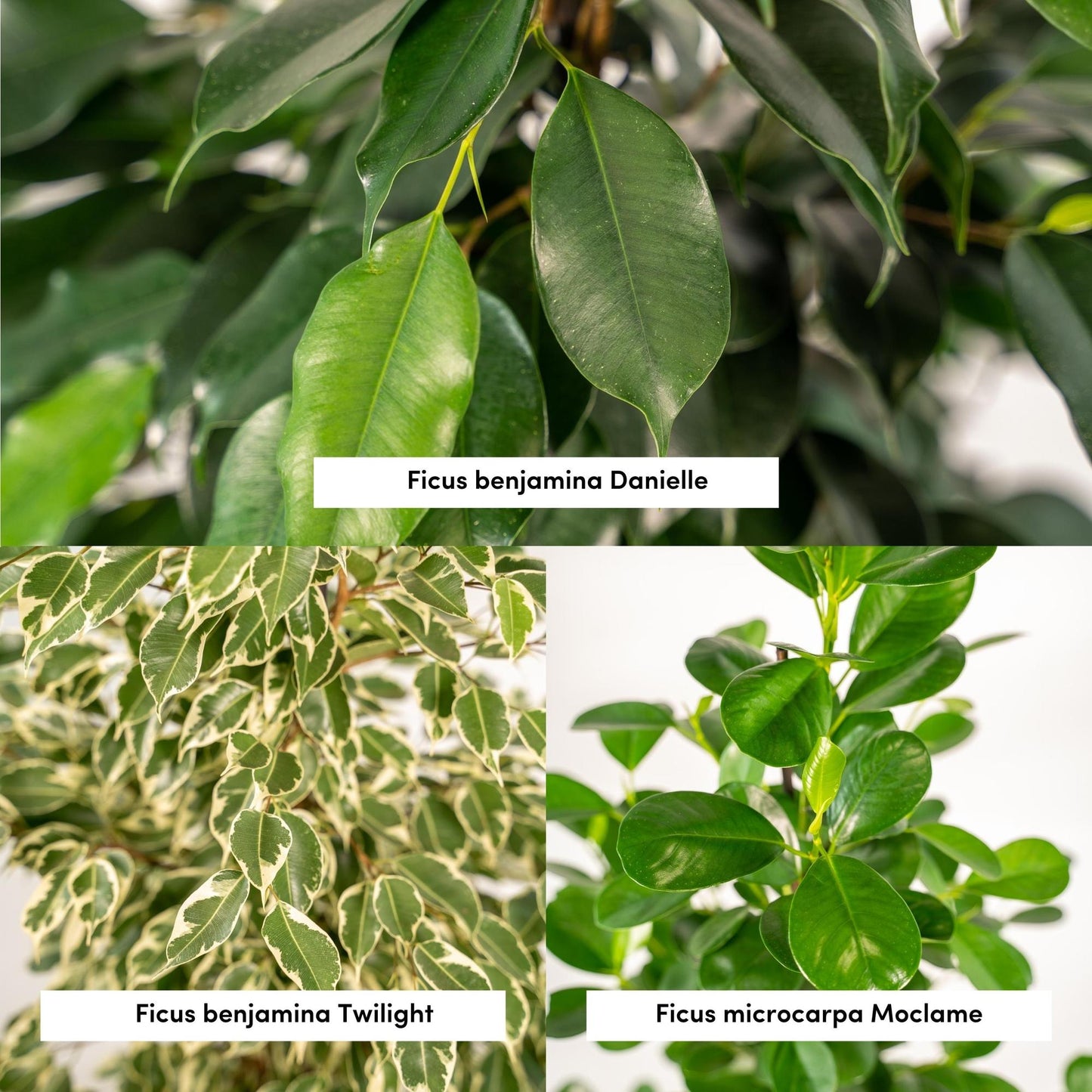 Ficus Zimmerpflanzen-Set - Ø21cm - ↕95cm + Korb Selin - Pflanzfix24