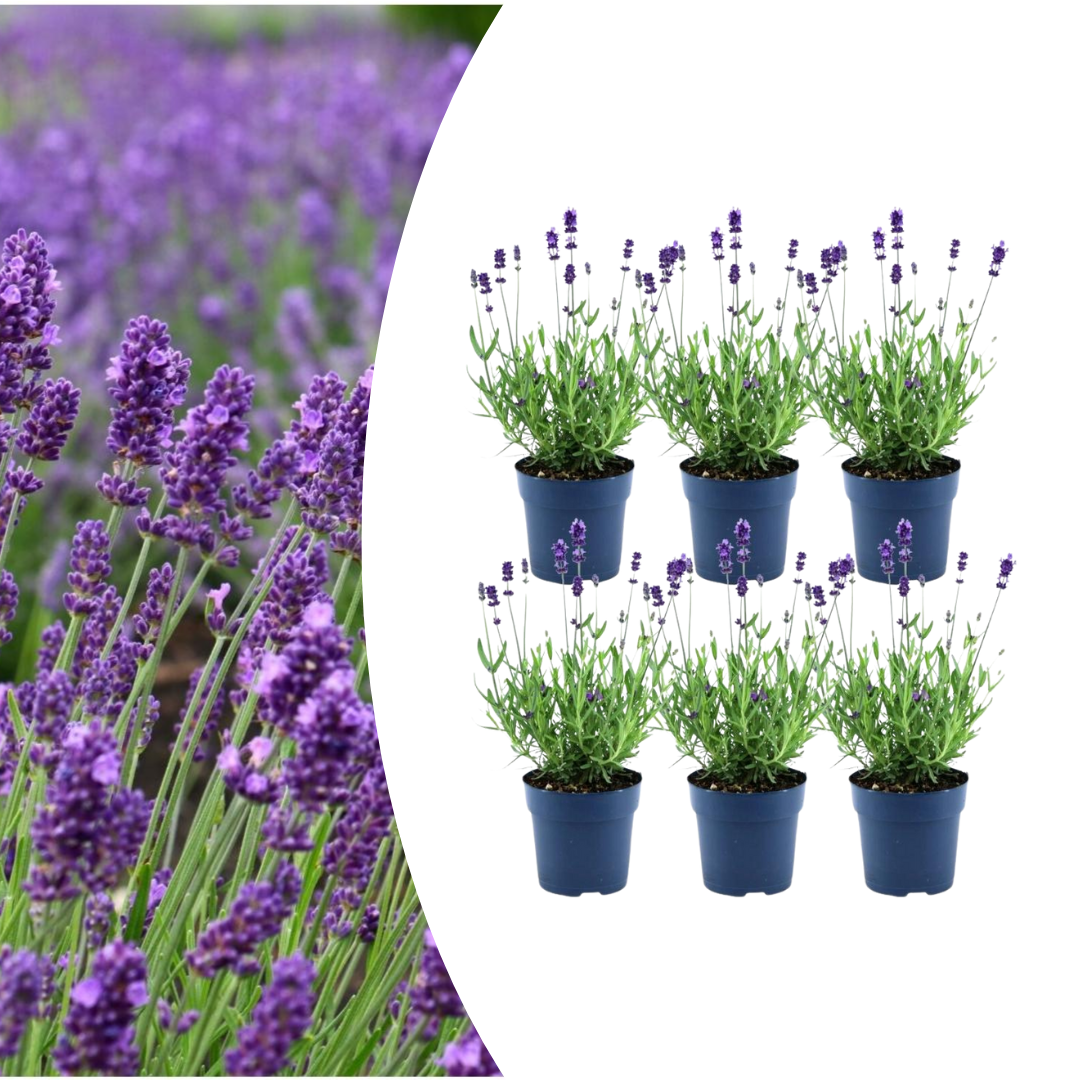 6x Lavandula stoechas Anouk® – 12 cm Topf – Set mit 6 Französischen Lavendeln - Pflanzfix24.de - Pflanzfix24.de