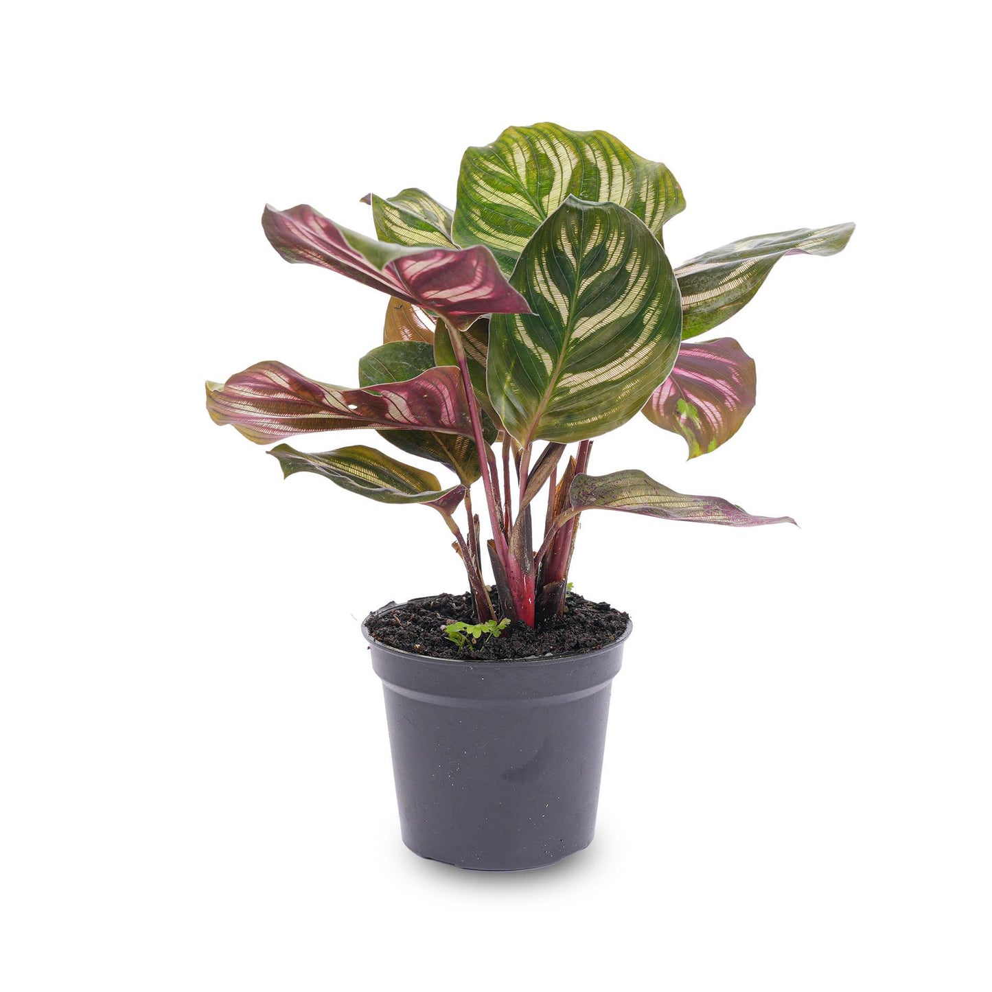 Calathea Makoyana - Pauwenplant - Terrarium plant - Potmaat 6 - Pflanzfix24.de - Pflanzfix24.de