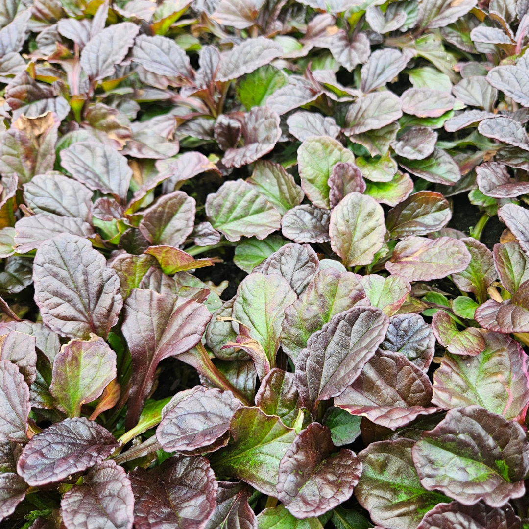 Ajuga Reptans – 6 Pflanzenstecker - Pflanzfix24.de - Pflanzfix24.de