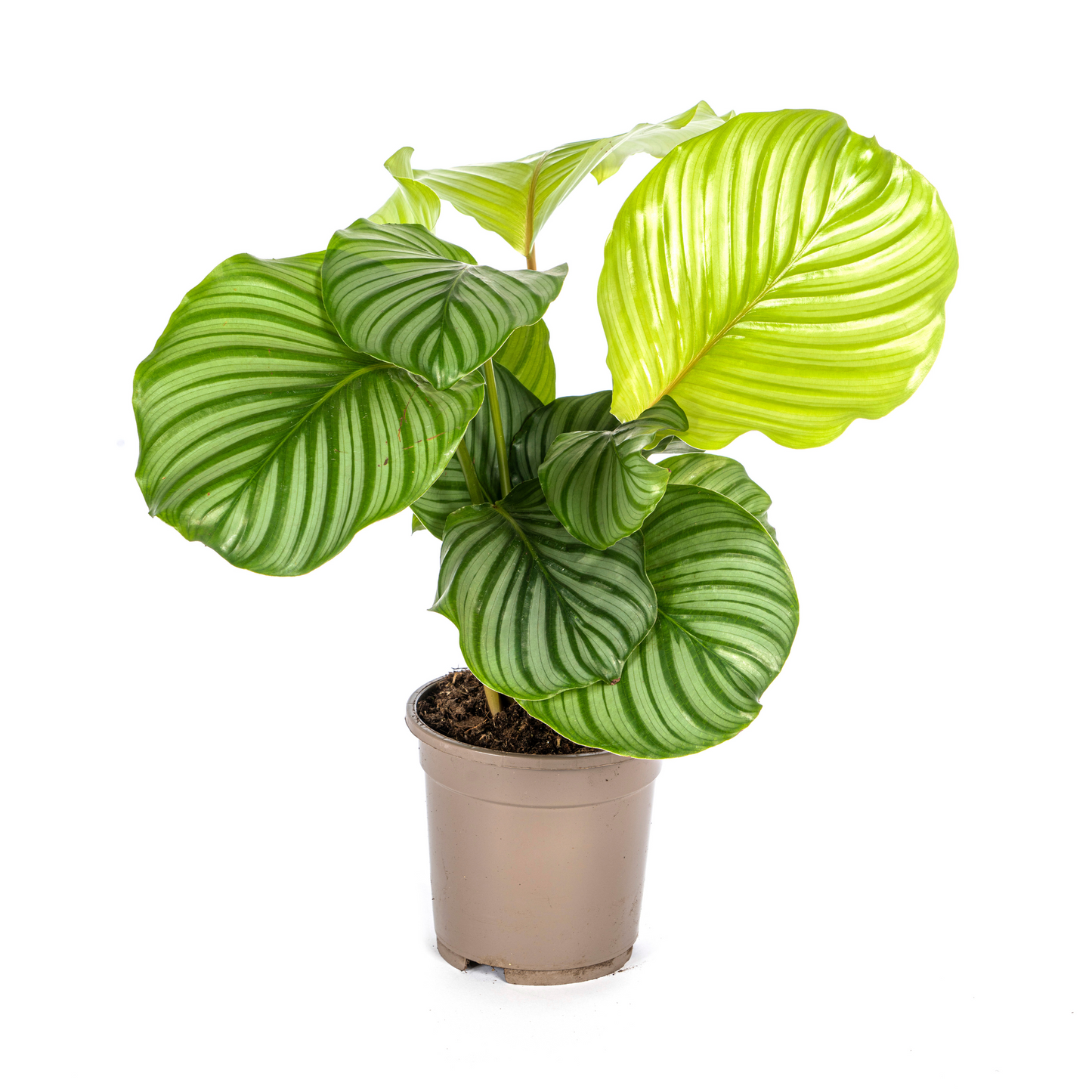 Calathea Orbifolia Ø17cm - ↕40 - 50cm - Pflanzfix24.de - Pflanzfix24.de